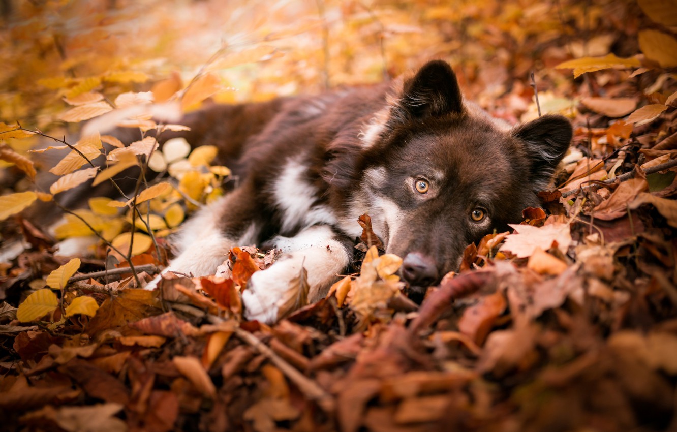 Wallpaper autumn, look, leaves, branches, nature, pose, dog, baby, puppy, lies, brown, Golden autumn image for desktop, section собаки