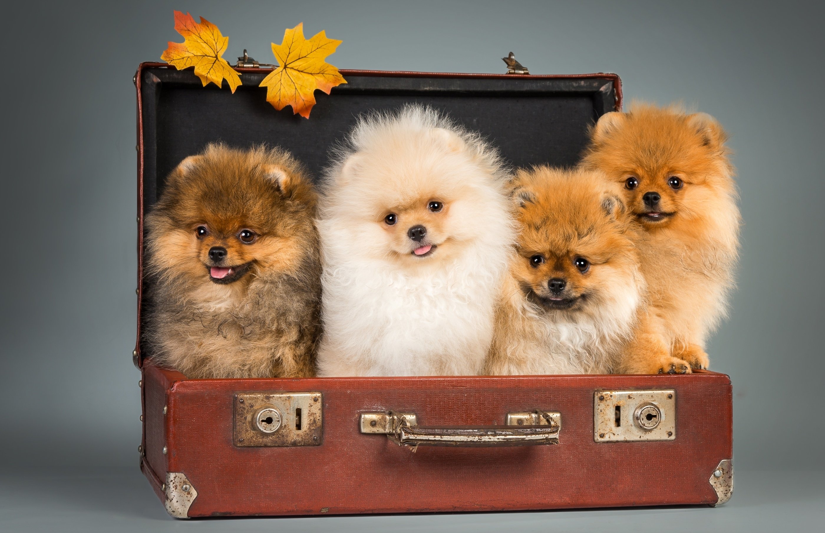 pomeranian, Puppy, Fur, Look, Cute, Dog, Autumn Wallpaper HD / Desktop and Mobile Background