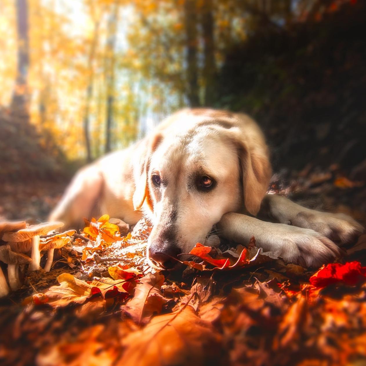 Sad dog sit on a leaves Autumn carpet