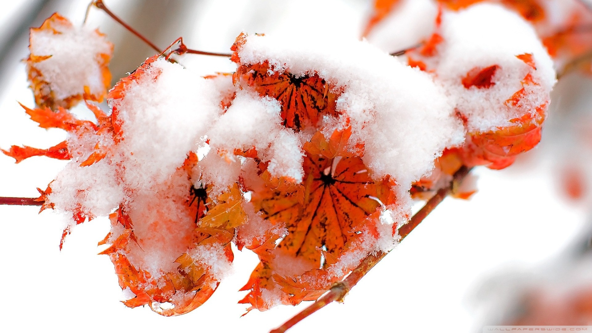 Orange Leaves, Winter Ultra HD Desktop Background Wallpaper for 4K UHD TV, Tablet