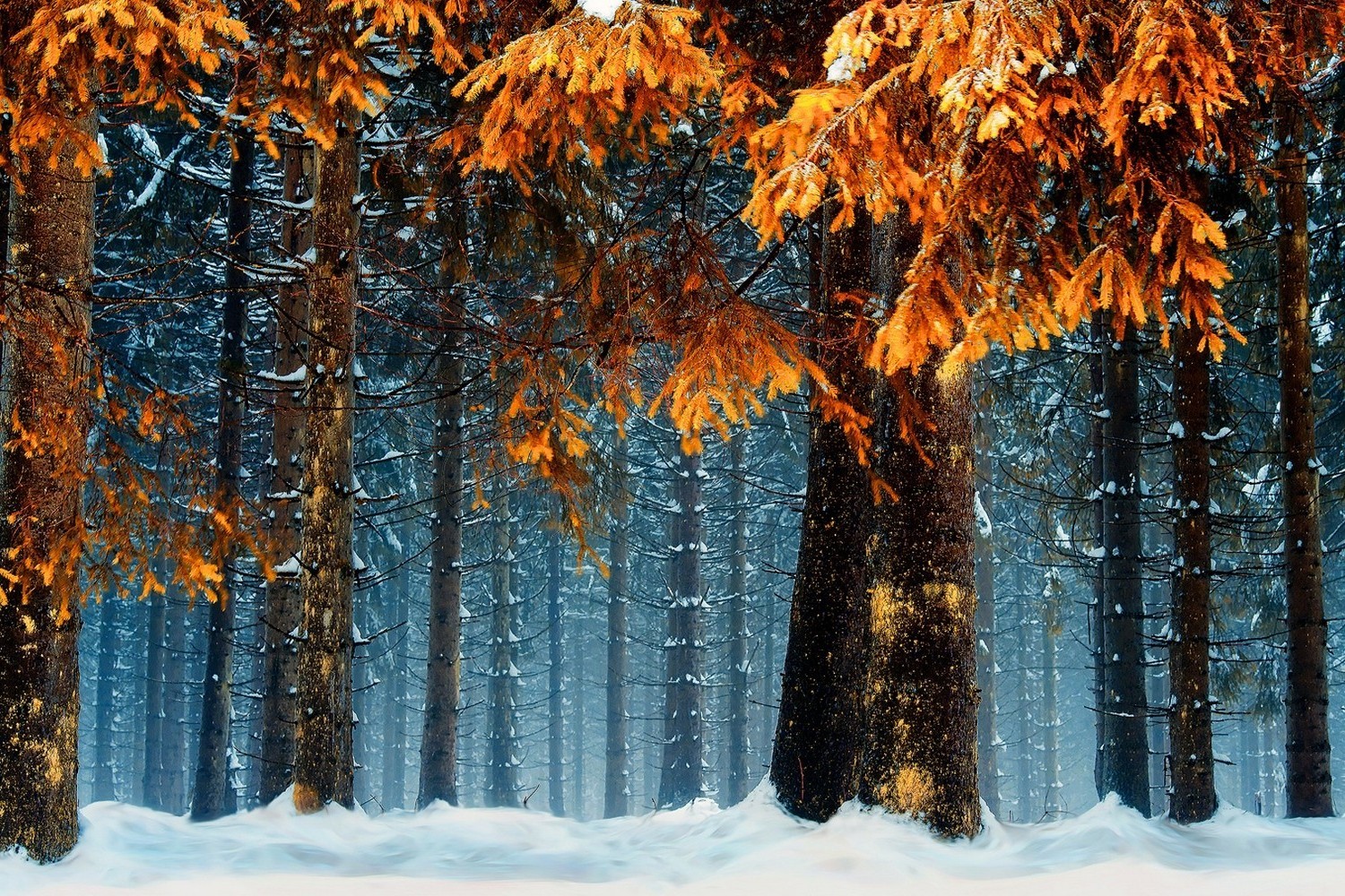 snow forest cold orange germany nature landscape trees blue leaves winter white wallpaper