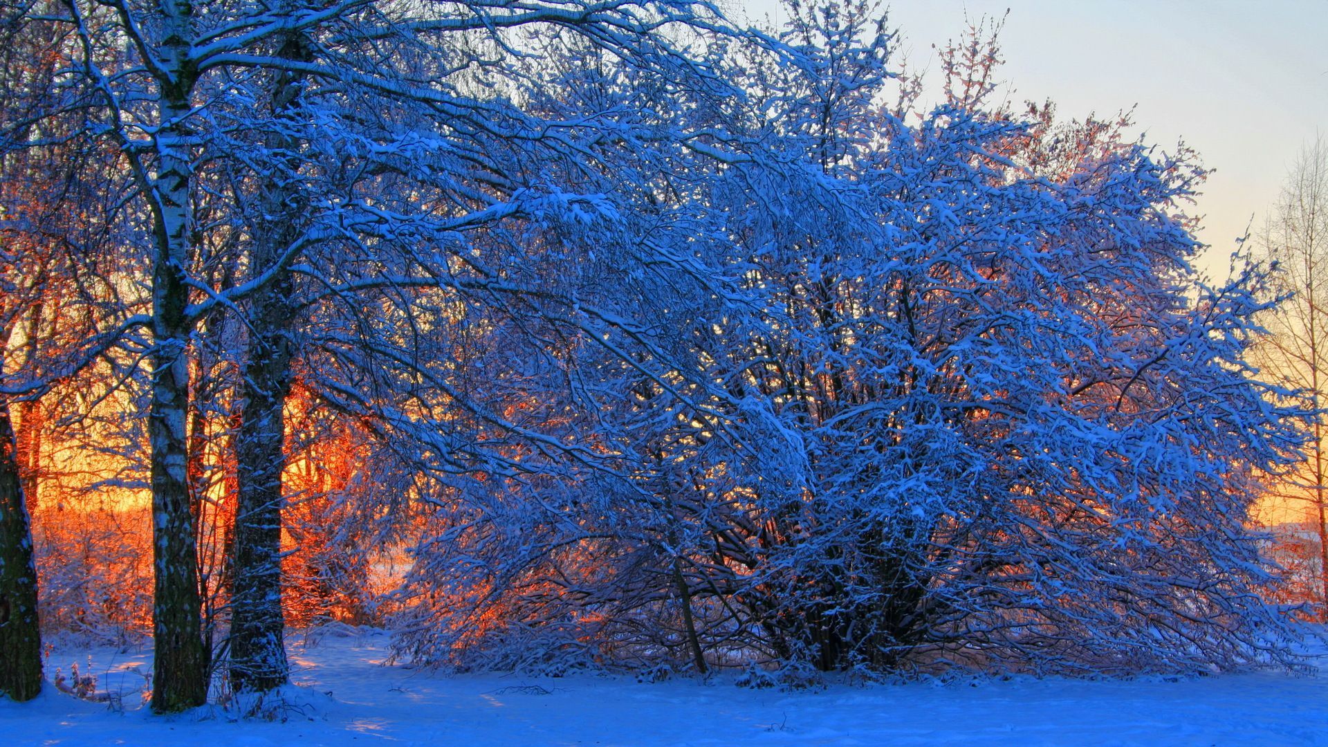 Orange Sunrise Behind Blue Forest In Winter Hd Desktop