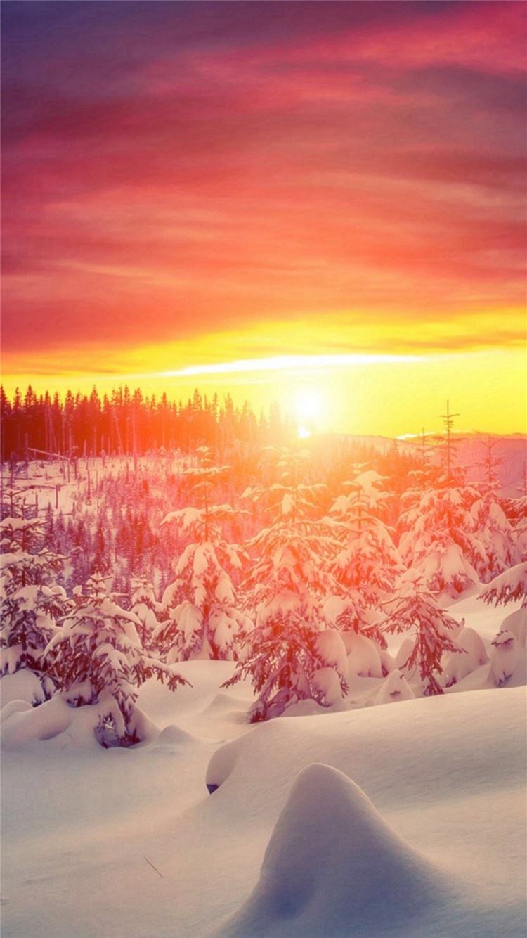 Wonderful Winter Trees Brilliant View iPhone 8 Wallpaper Free Download