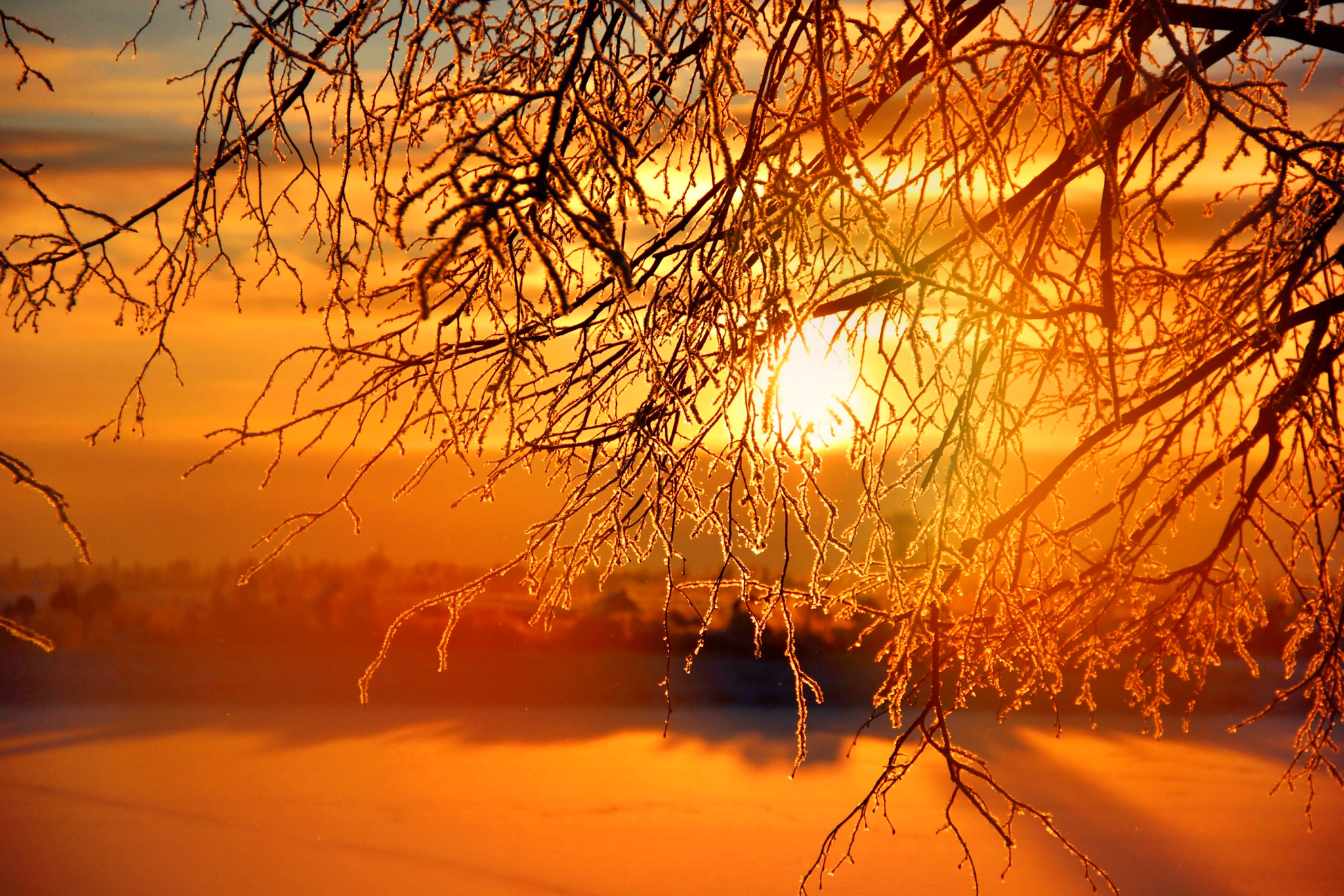 Branch Earth Gold Nature Sunset Tree Winter Yellow Orange Color Wallpaper:2048x1365