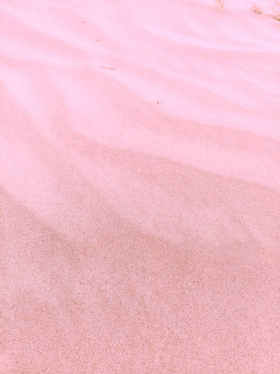 Pink Beach iPhone Wallpaper Free Pink Beach iPhone Background