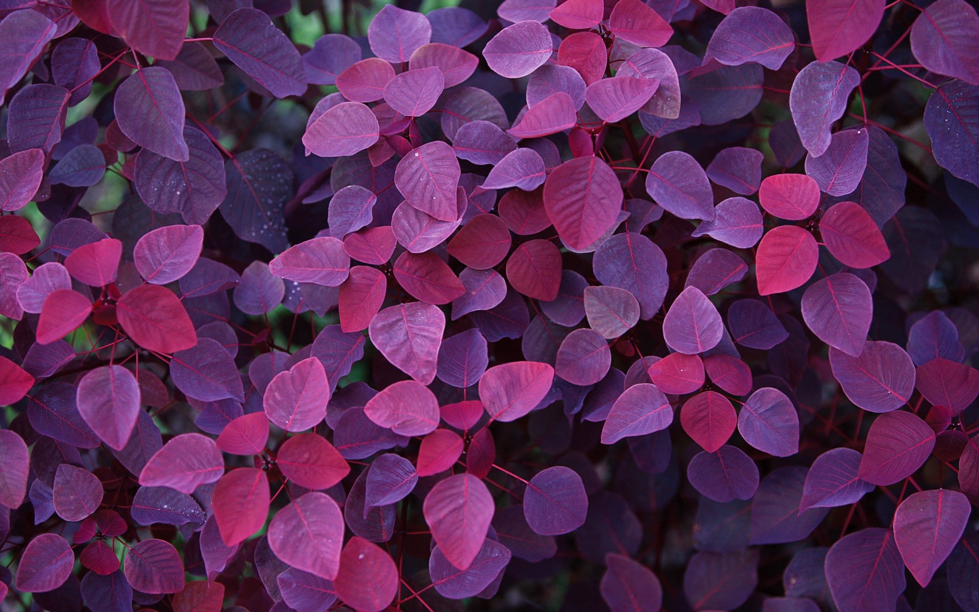 Purple, Universe, Theme, Desktop, Wallpaper Wallpaperpics Red Leaves Plant