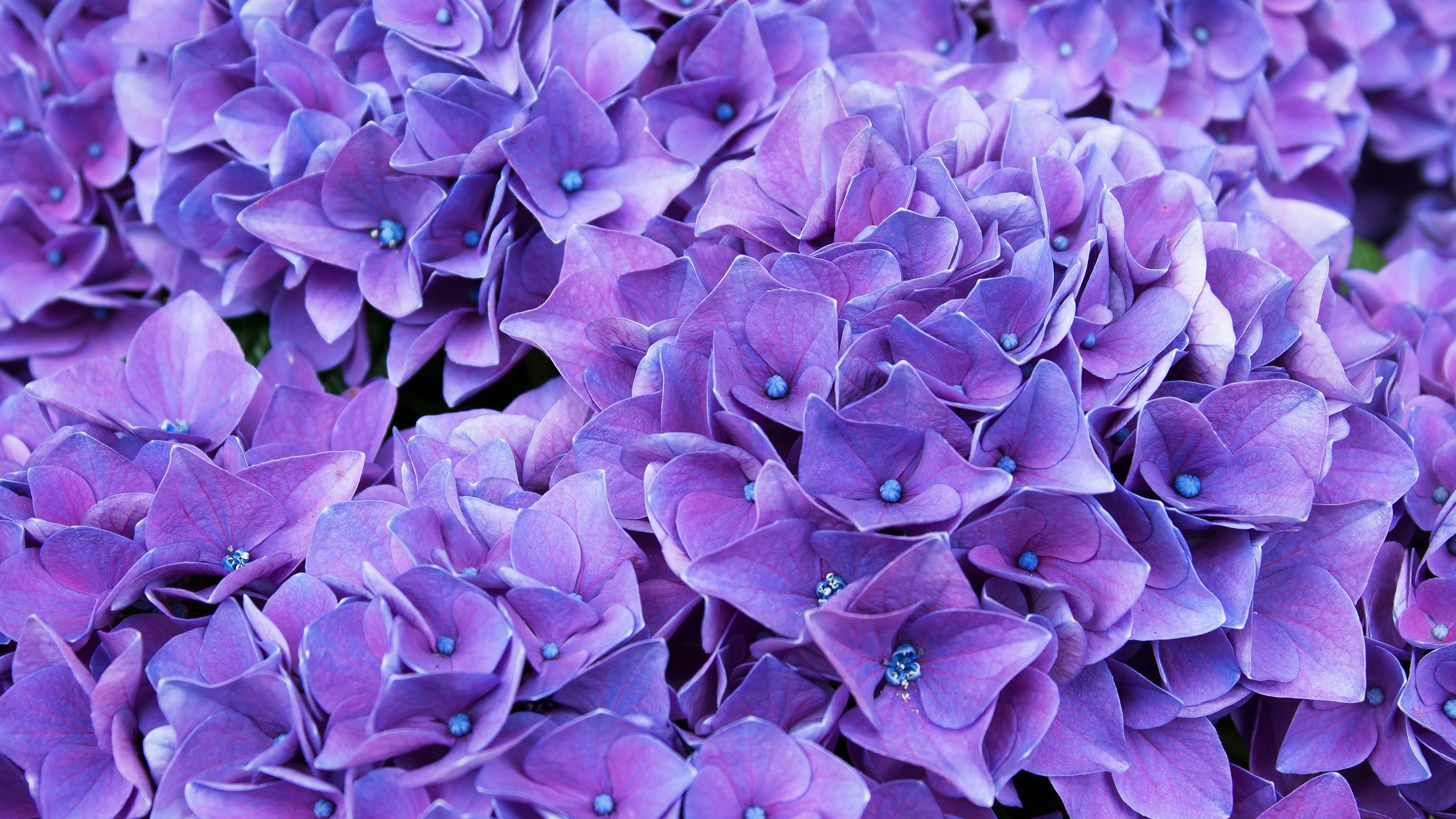 HD Wallpaper for theme: violet HD wallpaper, background