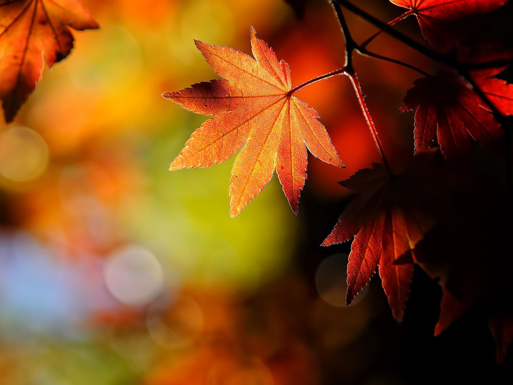 15++ Autumn Desktop Background For Windows 10