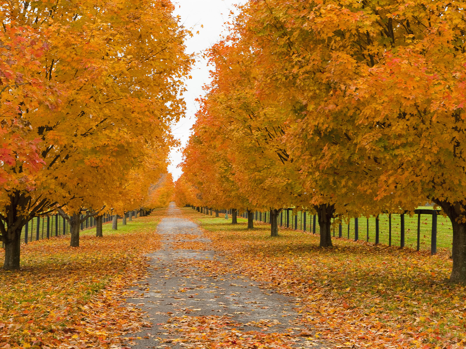 fall wallpaper, tree, natural landscape, leaf, nature, autumn