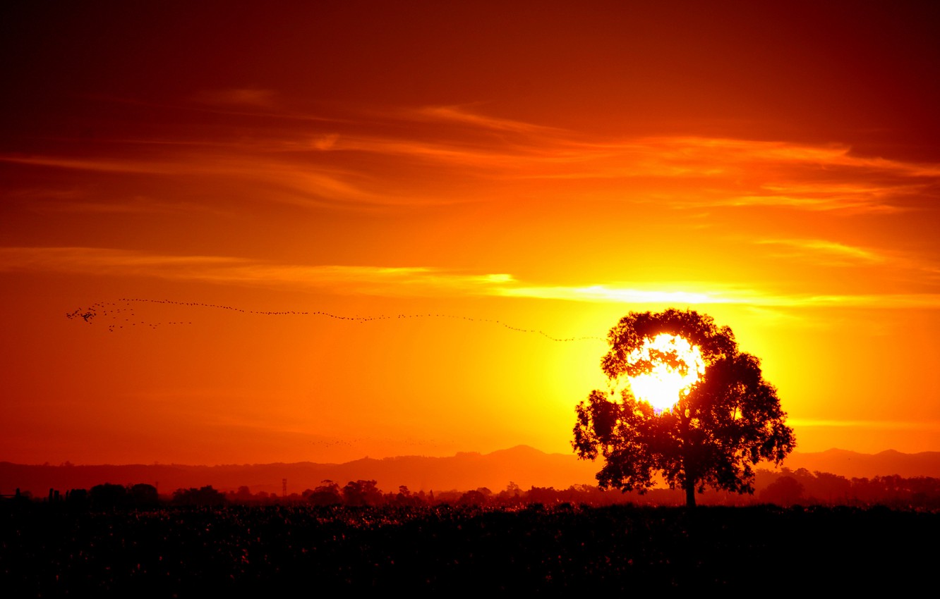 Wallpaper sunset, tree, horizon, Brazil, orange sky, Rio Grande do Sul, Pelotas image for desktop, section пейзажи