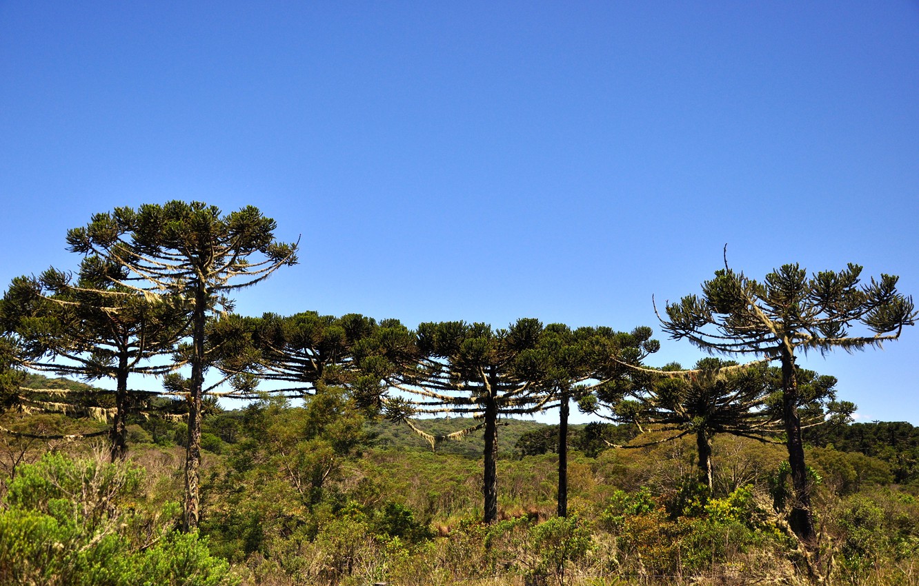 Wallpaper Nature, Landscapes, Brazil, South American, Rio Grande Do Sul image for desktop, section природа