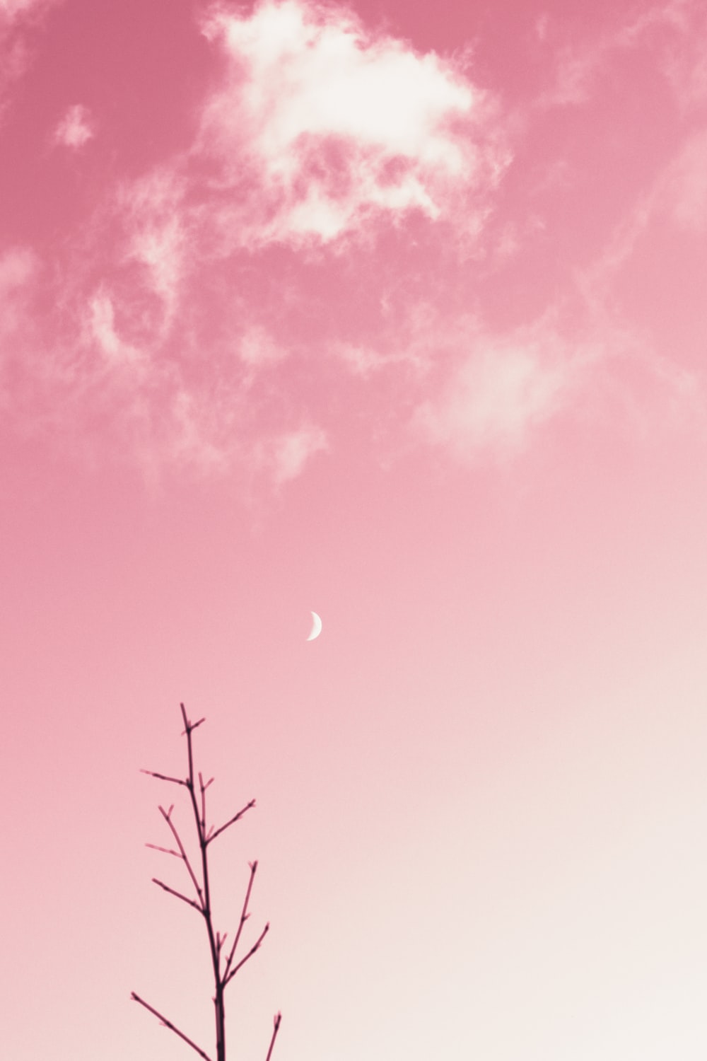 Pink Wallpaper: Free HD Download [HQ]