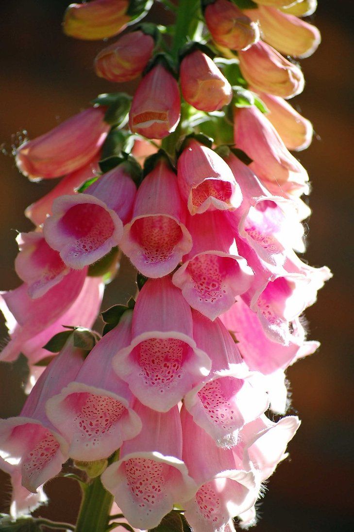 Digitalis Thapsi Wallpapers Wallpaper Cave