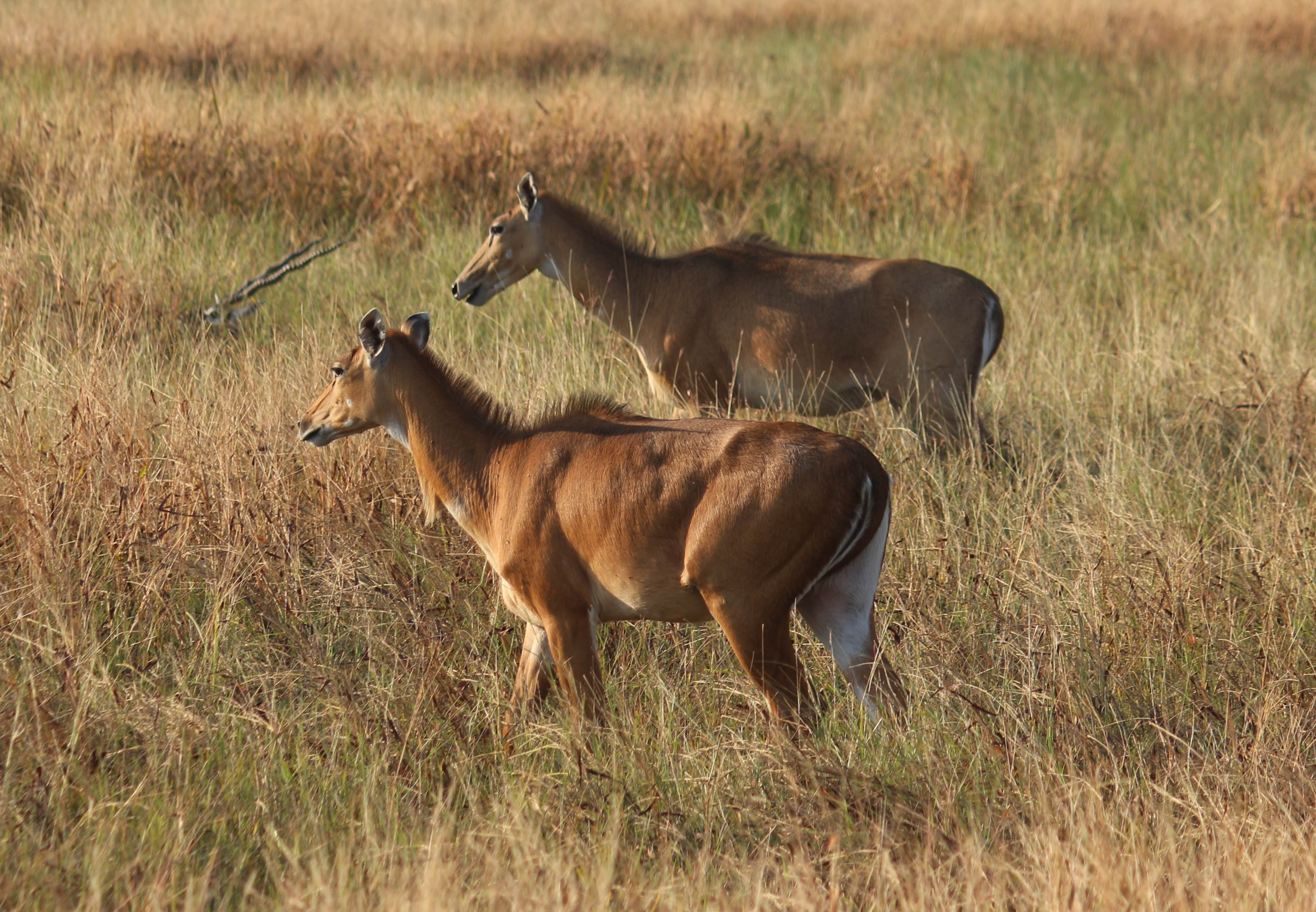 Nilgai in Blackbuck National Park