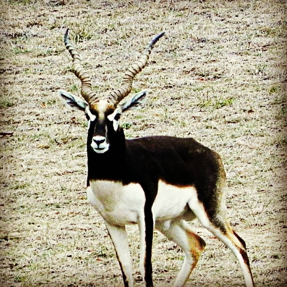 Texas Hill Country Scenic Drive Guide