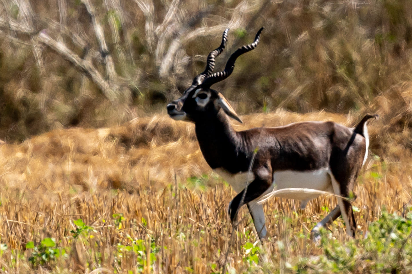 Blackbuck Wallpapers - Wallpaper Cave