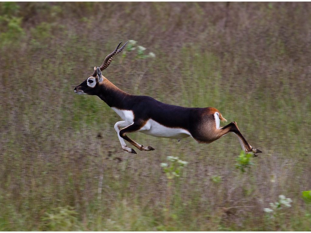 Blackbuck Antelope Running • Shonto Ranch Hunting