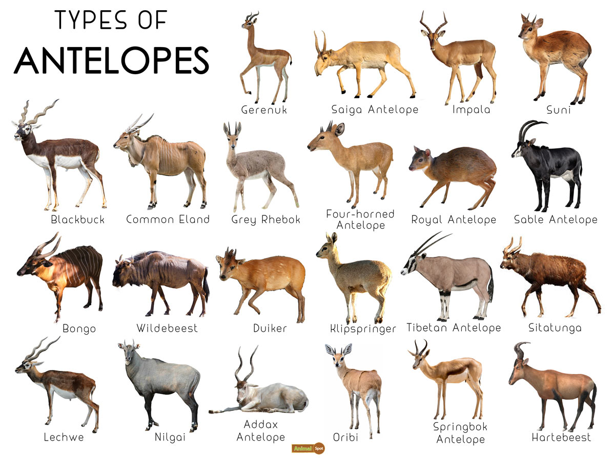 Antelope Facts, Types, Lifespan, Classification, Habitat, Picture