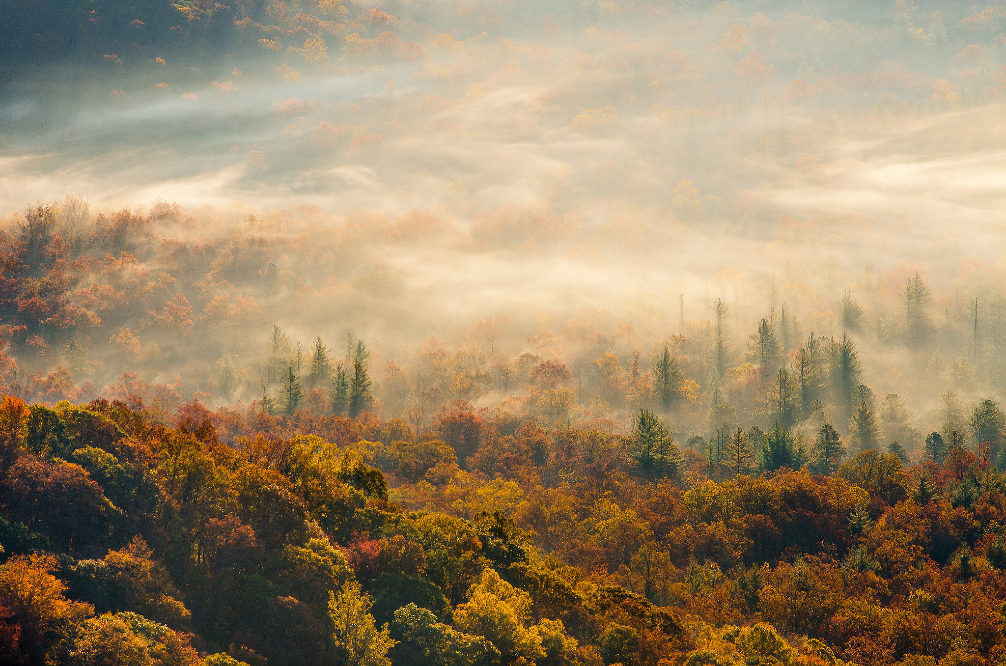 Morning fog forest autumn wallpaperx1356