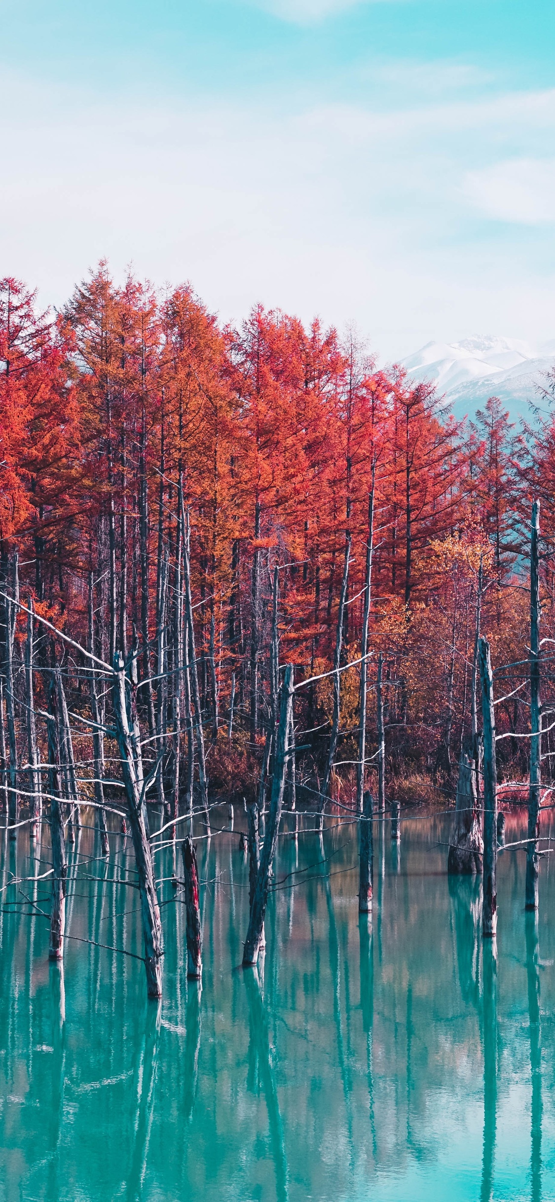 Autumn Lake Reflection Trees iPhone XS, iPhone iPhone X HD 4k Wallpaper, Image, Background, Photo and Picture