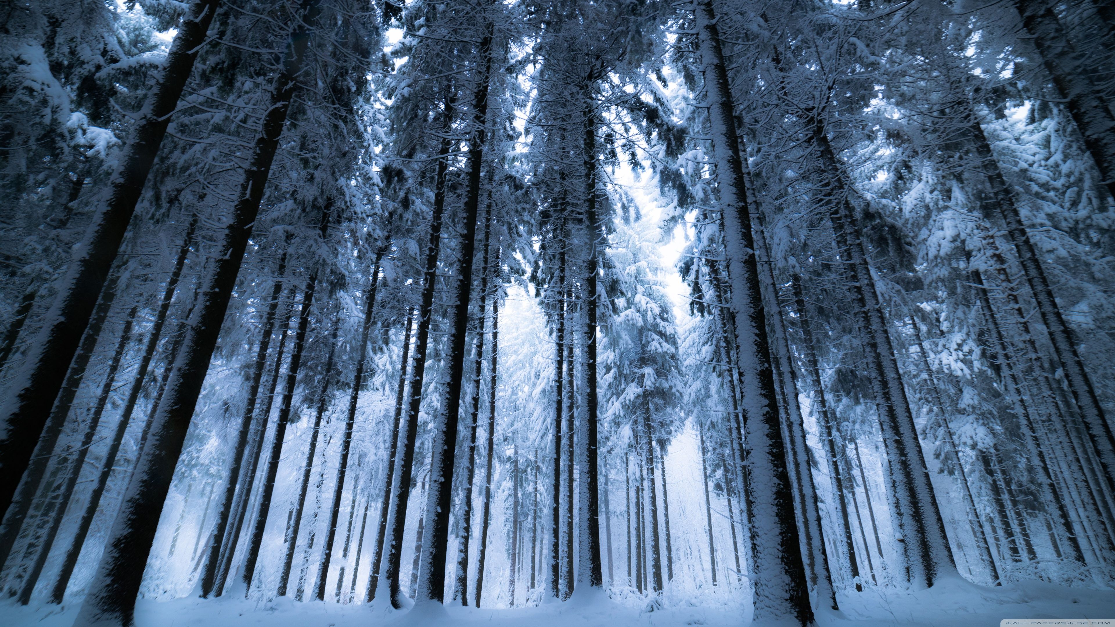 Winter Forest Wallpaper Free Winter Forest Background