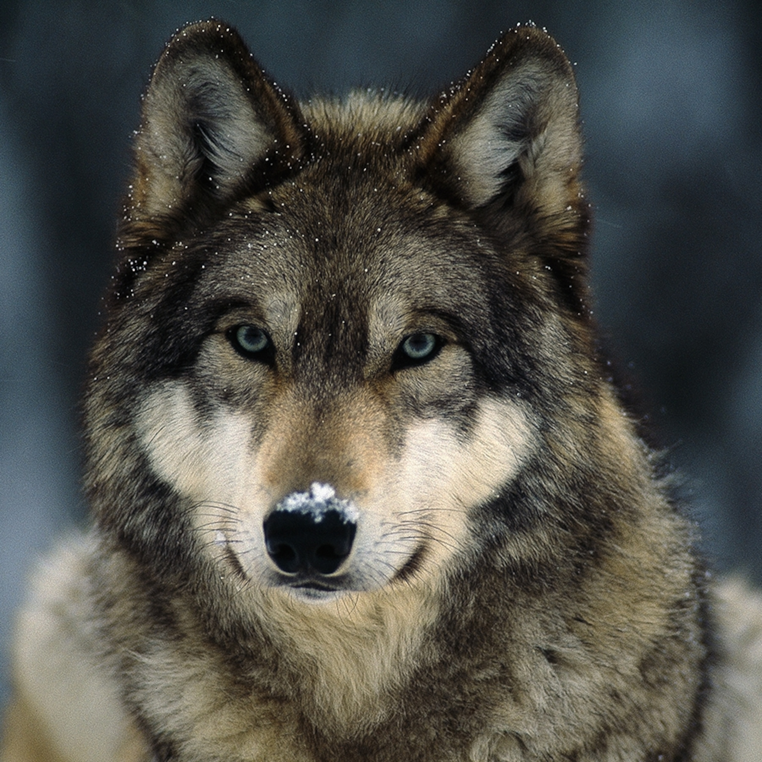 Gray Wolf, Facts