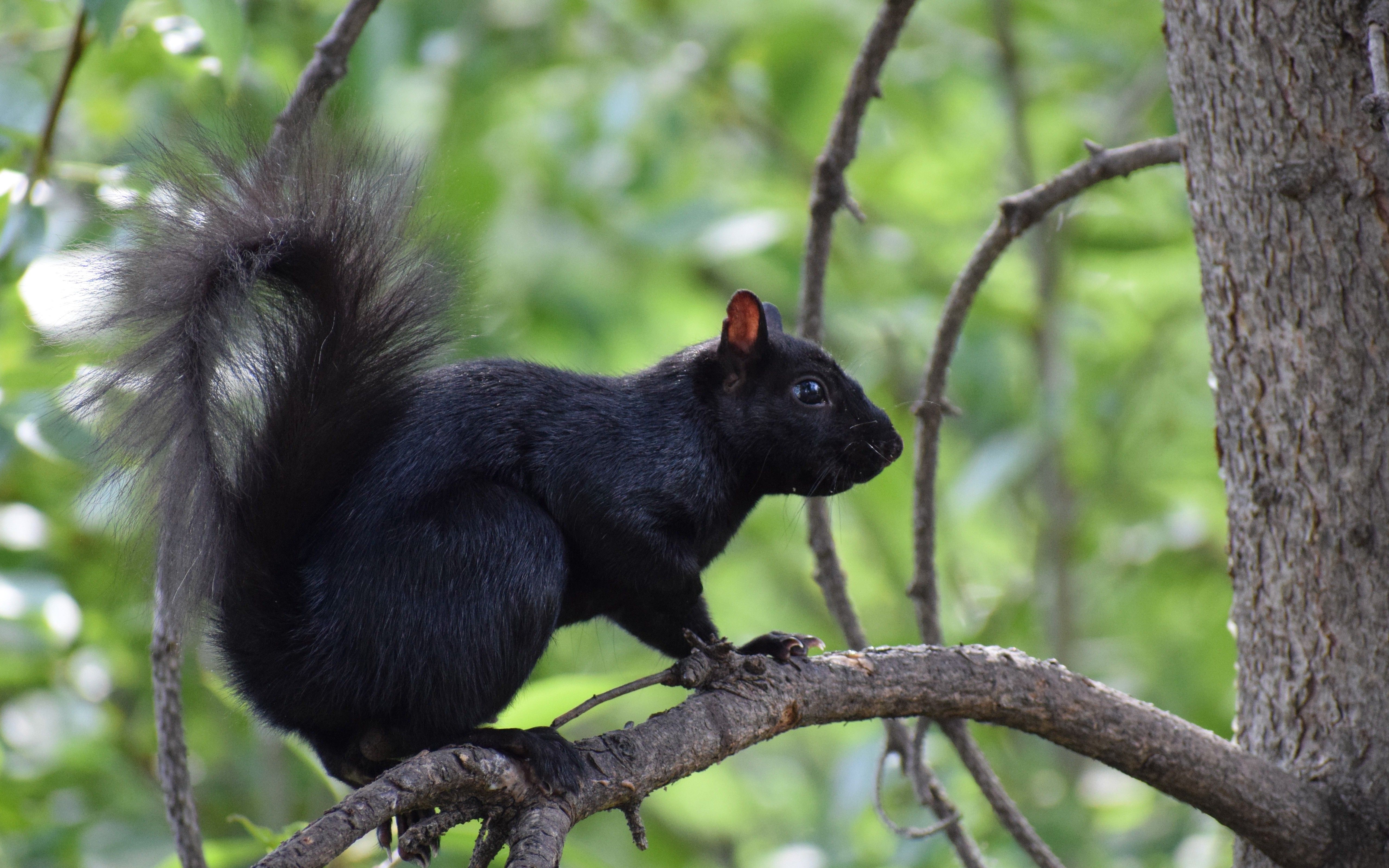 Black Squirrel HD Wallpaper