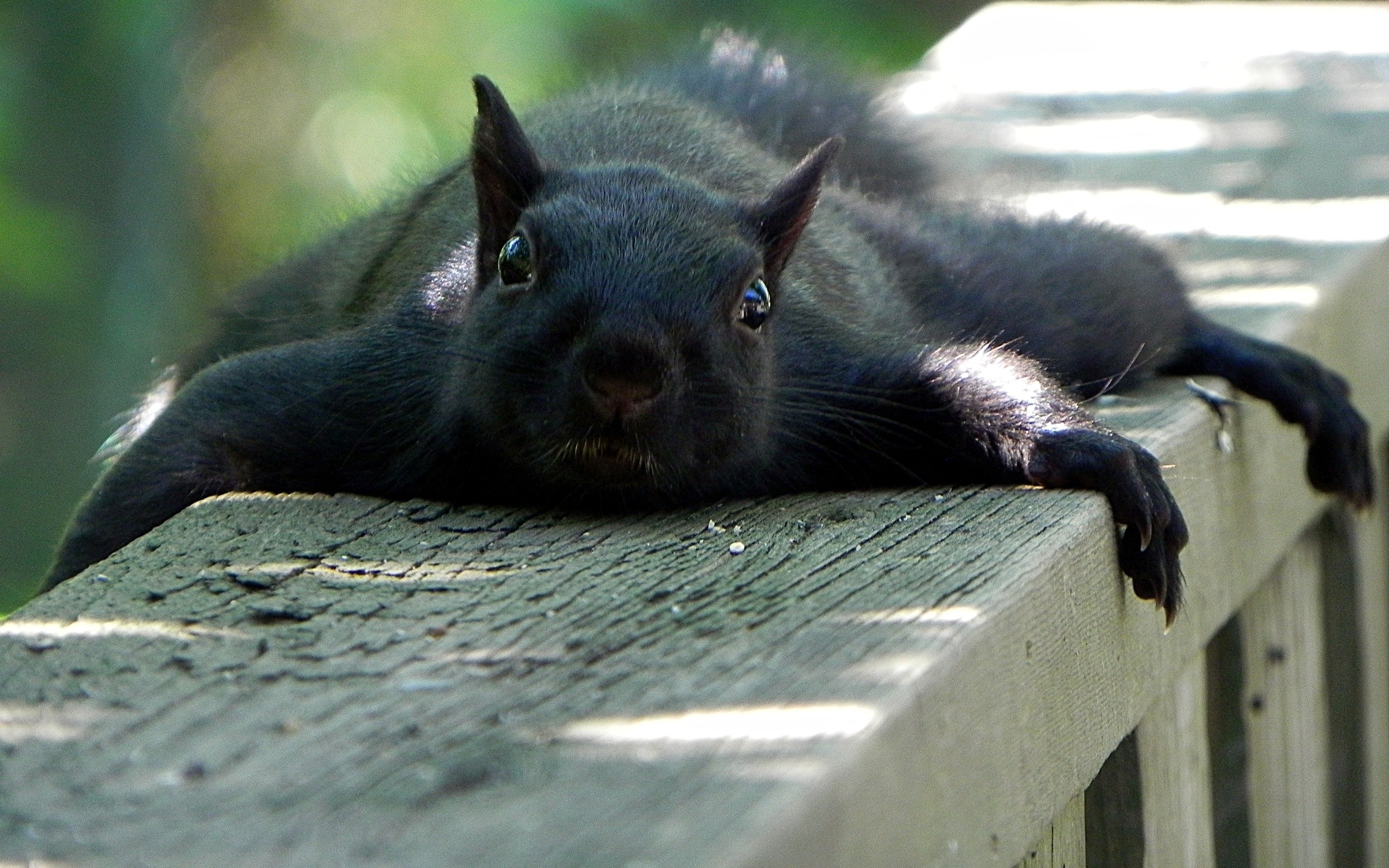 Black lazy squirrel wallpaperx1600