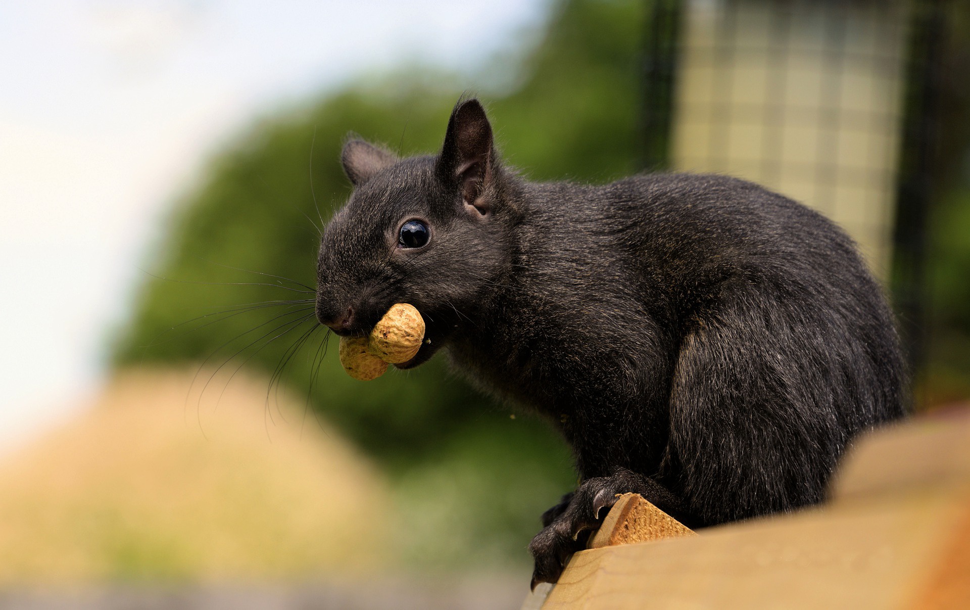 Black squirrel with a peanut HD Wallpaper