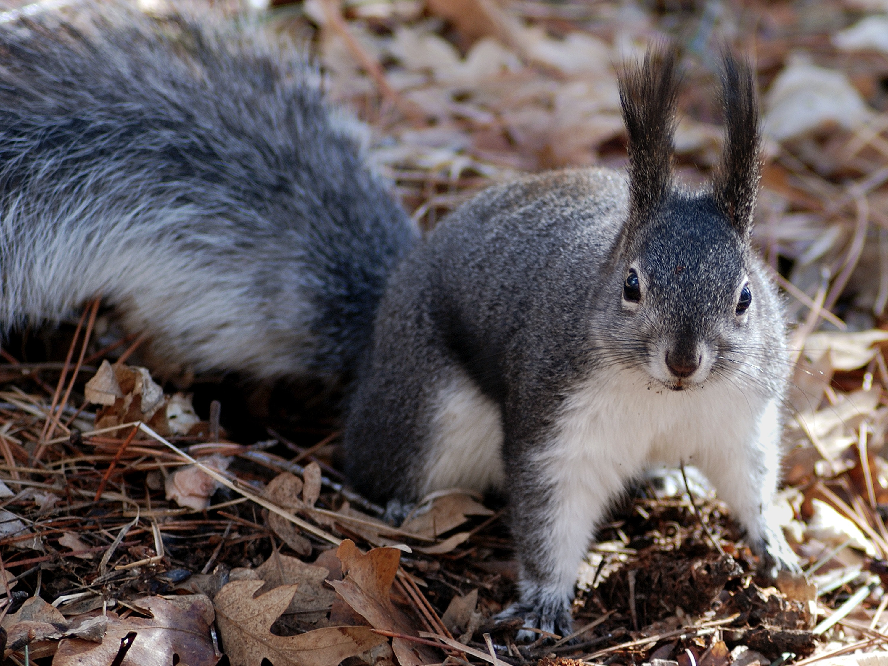 Black and White Squirrel · Free