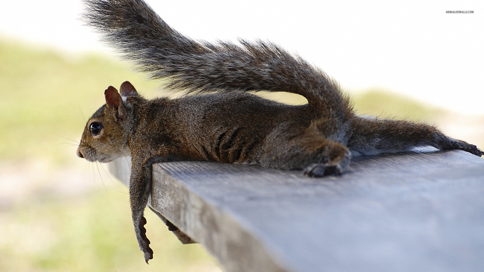 Squirrel wallpaperx1080
