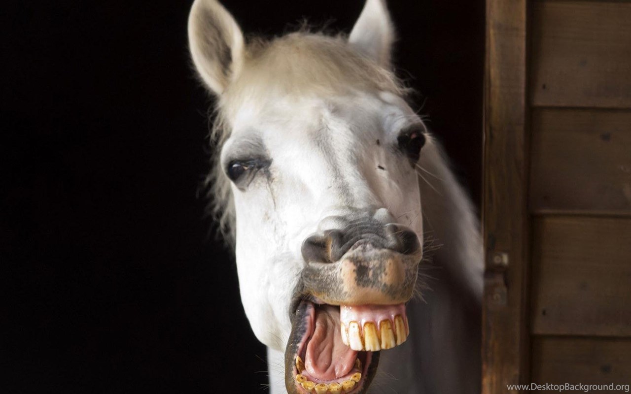 Funny Animals Picture HD Wallpaper Desktop Background