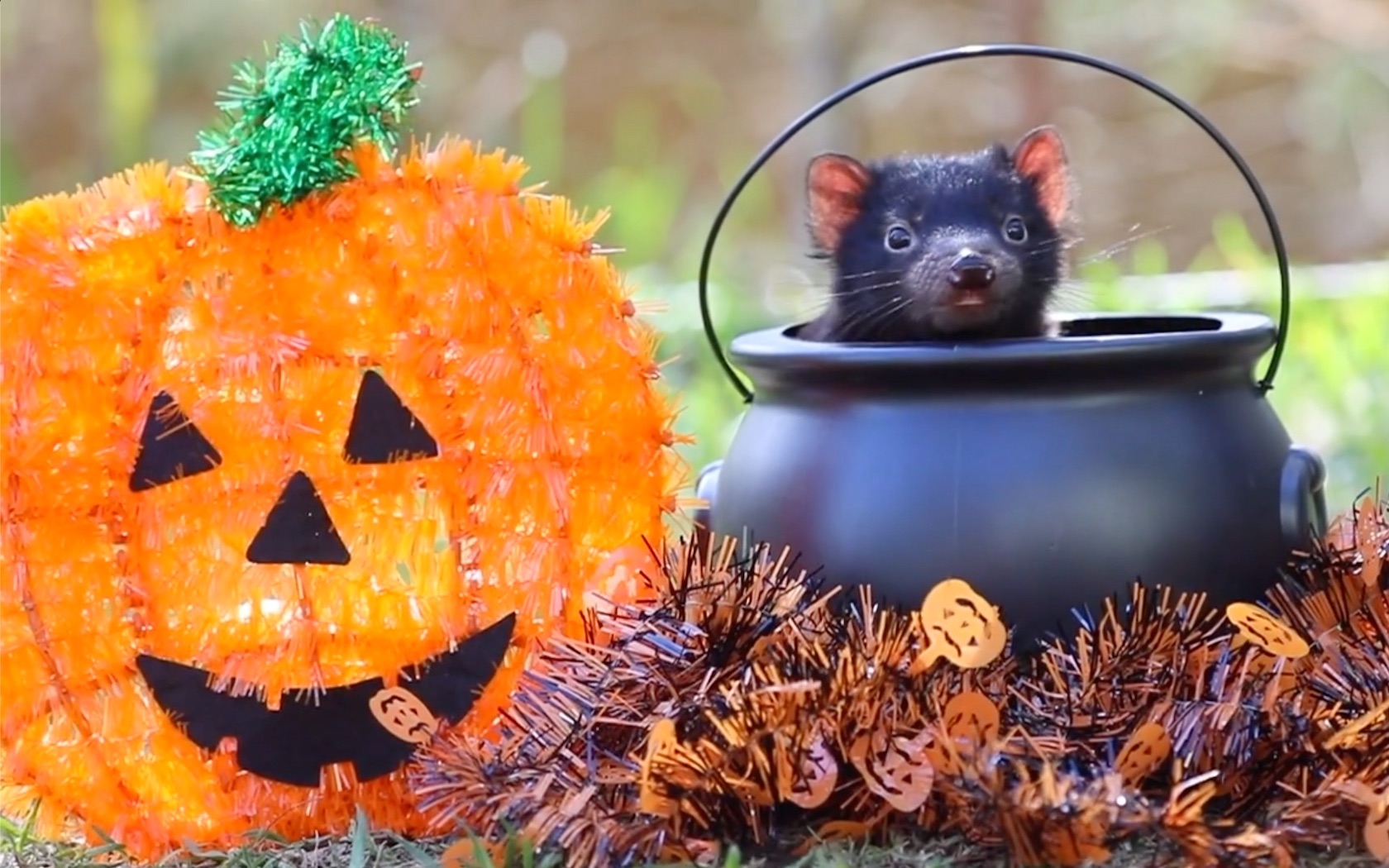 Australian Reptile Park: These Native Animals Are Spookily Into Halloween
