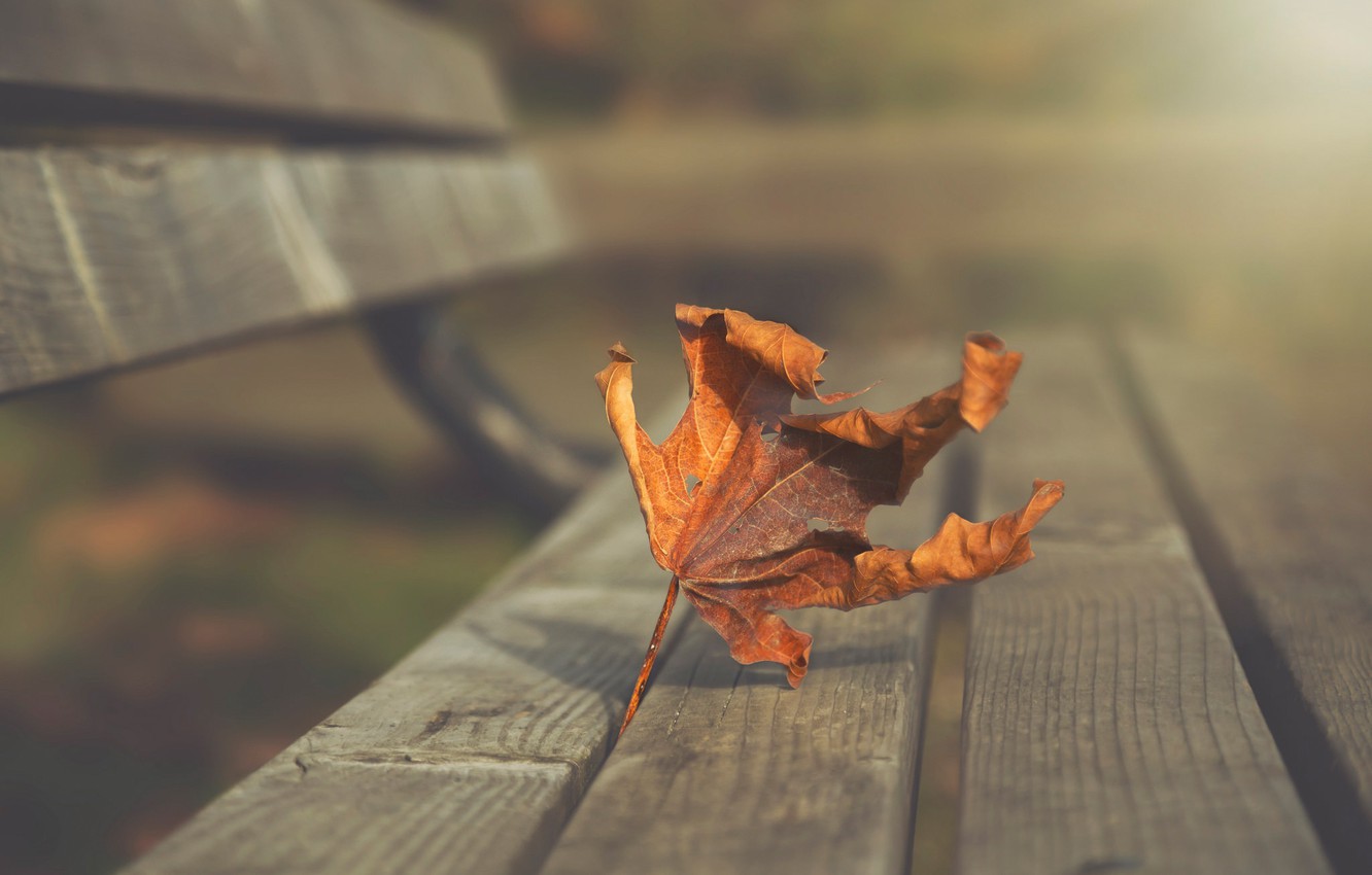 Wallpaper autumn, bench, orange, nature, sheet, Park, background, mood, Board, leaf, dry, red, shop, leaf, bench, wooden image for desktop, section природа