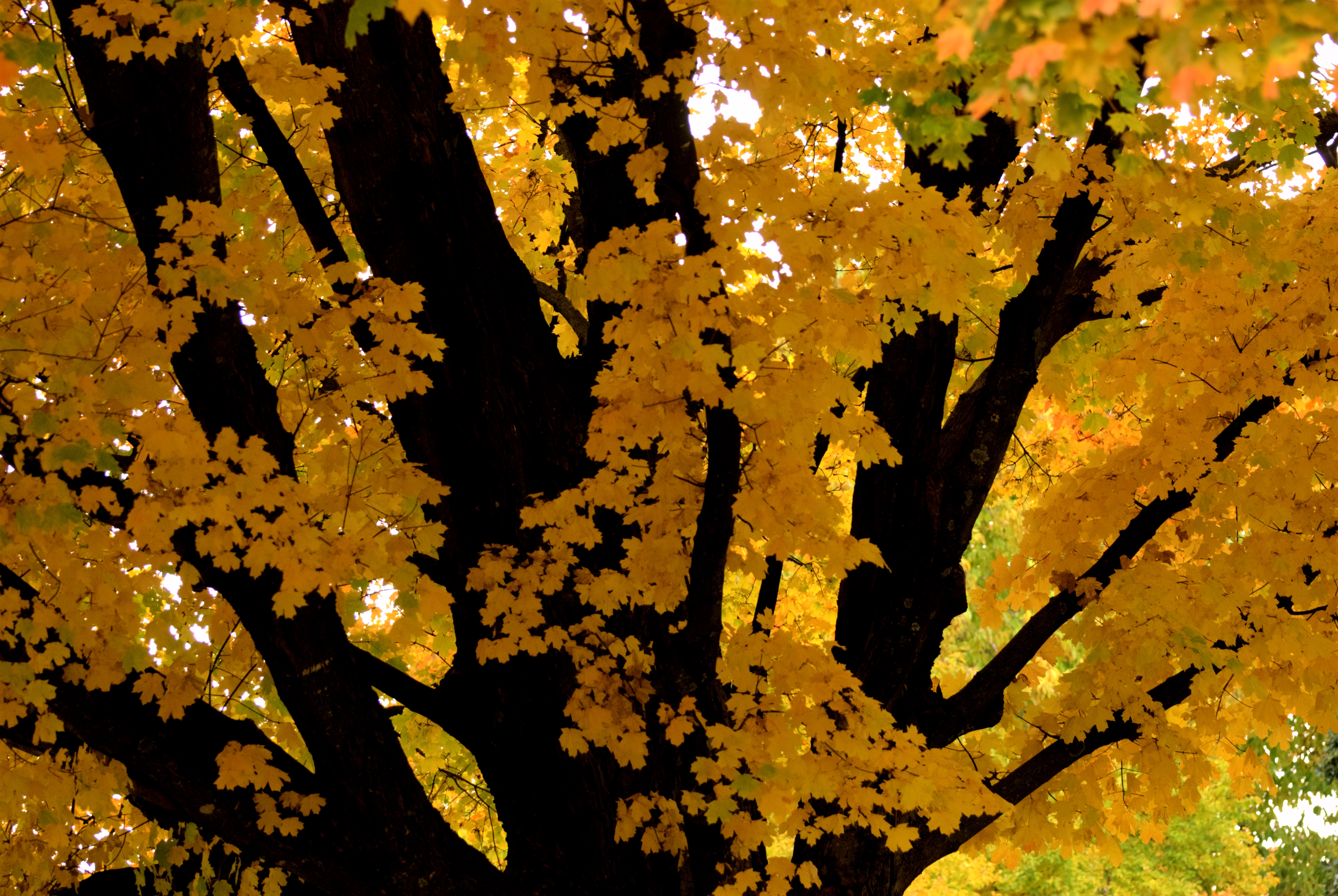 Wallpaper, travel, autumn, trees, USA, tree, nature, colors, beautiful, america, midwest, colorful, outdoor, awesome, country, beautifullight, stunning, lovely, incredible, ozarks, lateafternoon 3900x2613