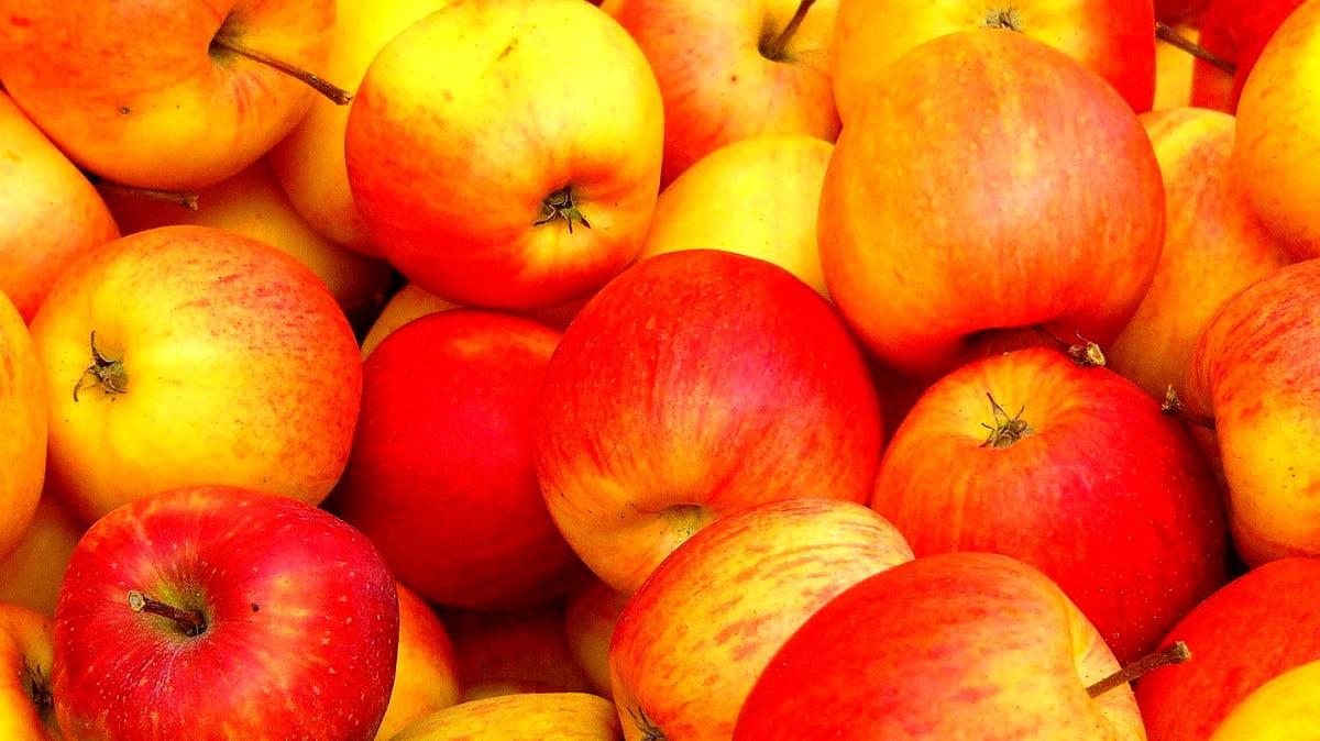 Autumn Landscape, Local Food, Fruits background. FREE Download picture