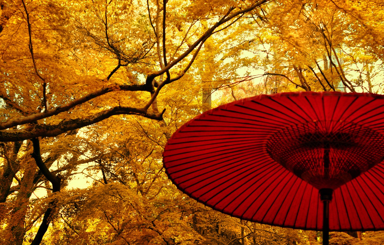 Wallpaper autumn, leaves, trees, umbrella, Japan, garden, Japan, trees, nature, yellow, yellow, autumn, leaves, fall image for desktop, section природа