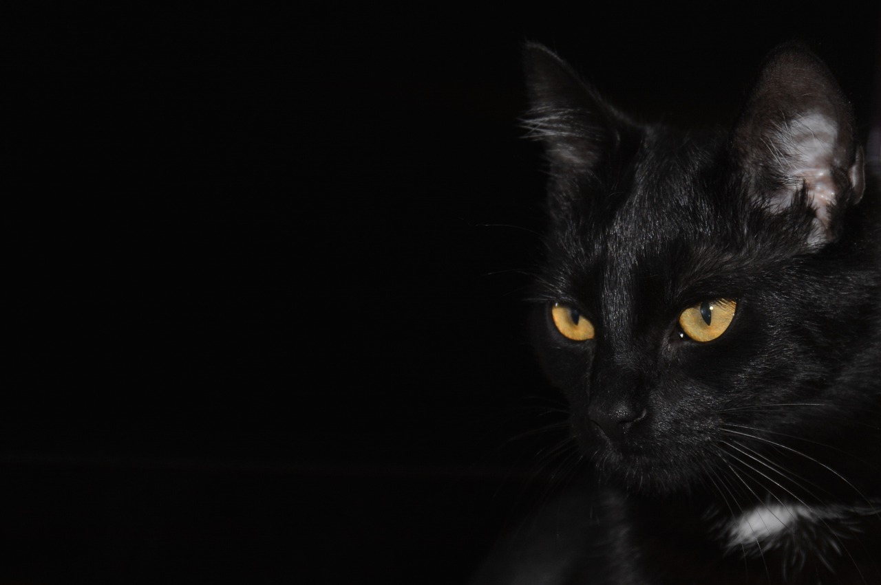 Cat Black Background Eyes