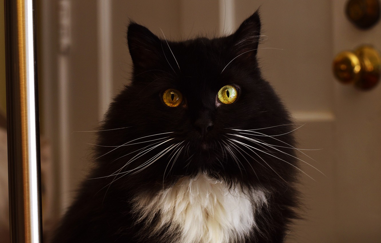 Wallpaper cat, cat, look, face, background, room, black, portrait, the door, handle, gold plated, Golden eyes image for desktop, section кошки