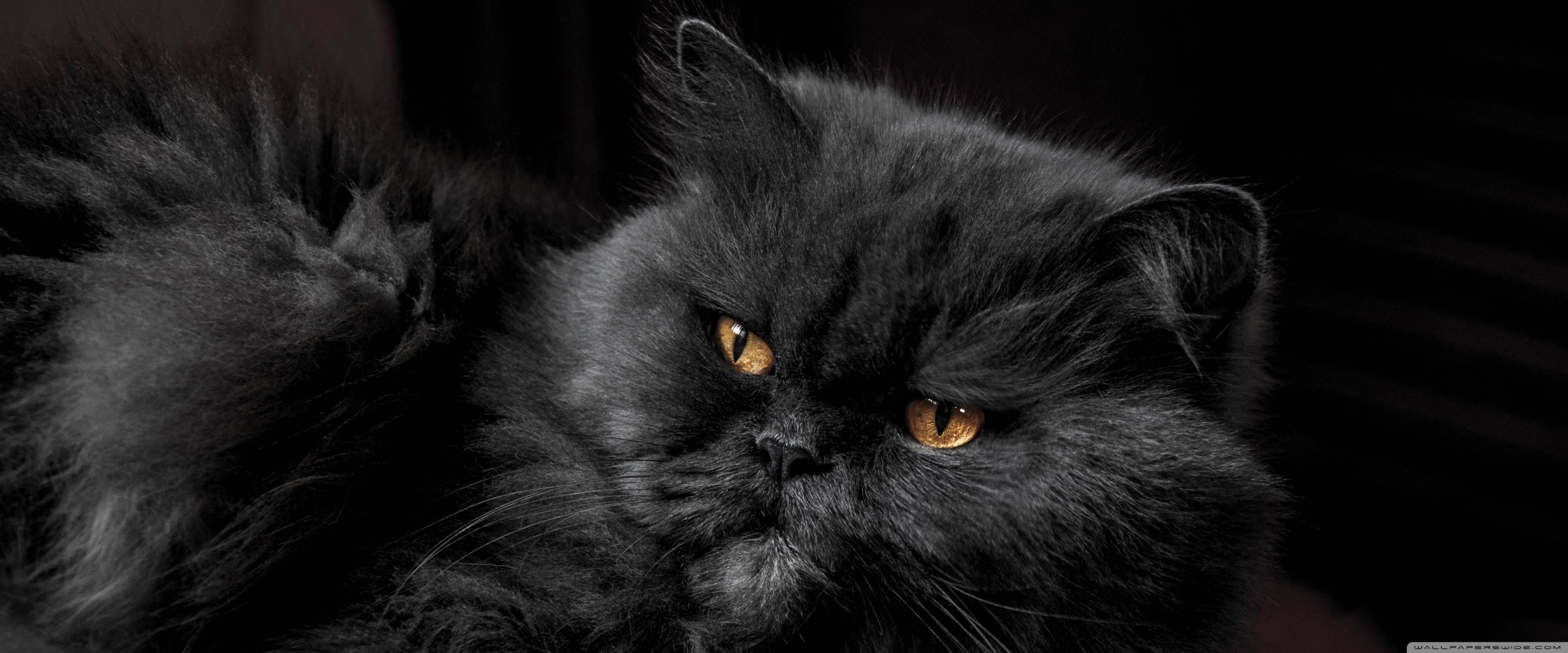 Beautiful Persian Cat Ultra HD Desktop Background Wallpaper for 4K UHD TV, Widescreen & UltraWide Desktop & Laptop, Tablet