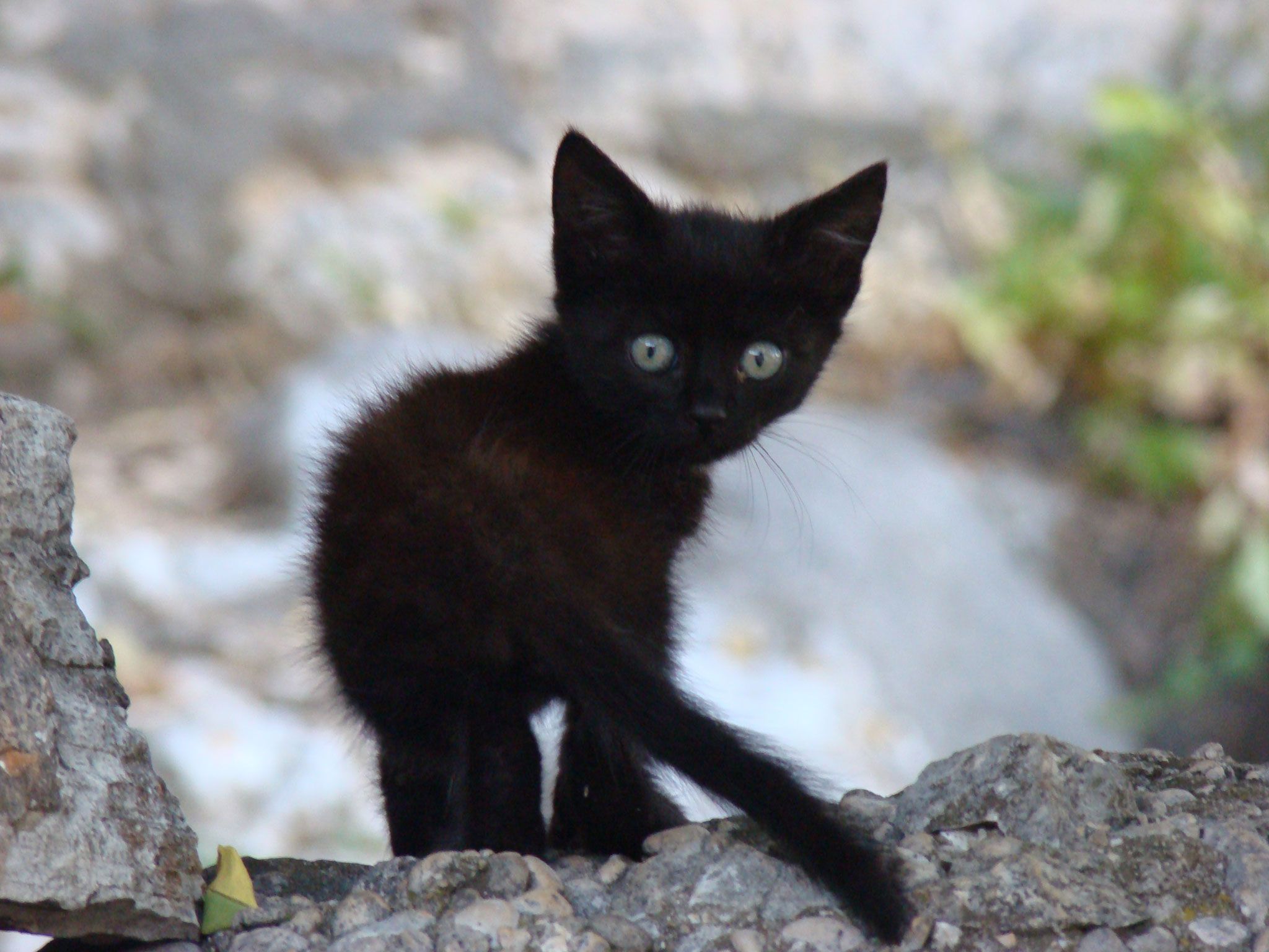 Смешной чёрный кот на дороге