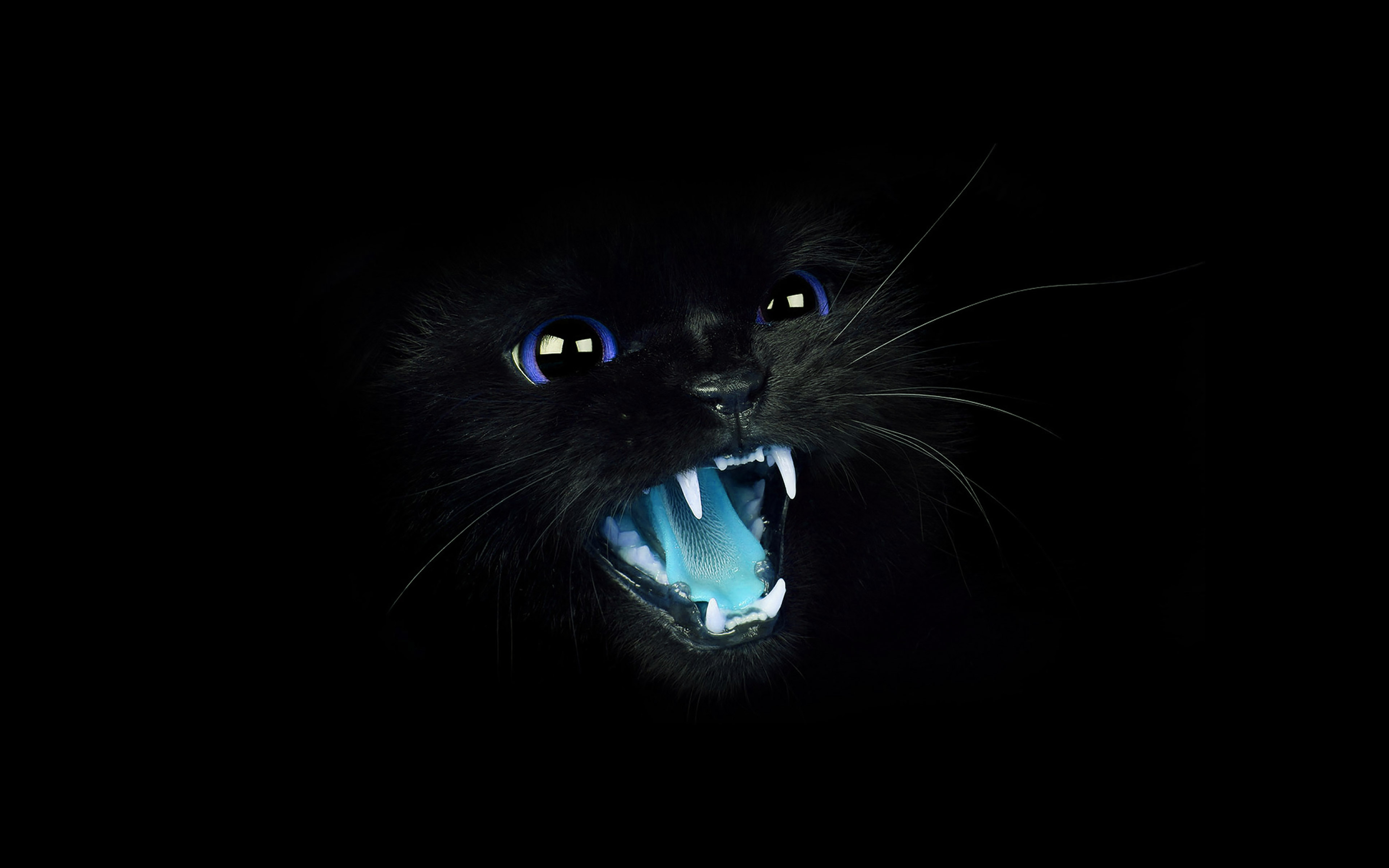 wallpaper for desktop, laptop. black cat blue eye roar animal cute