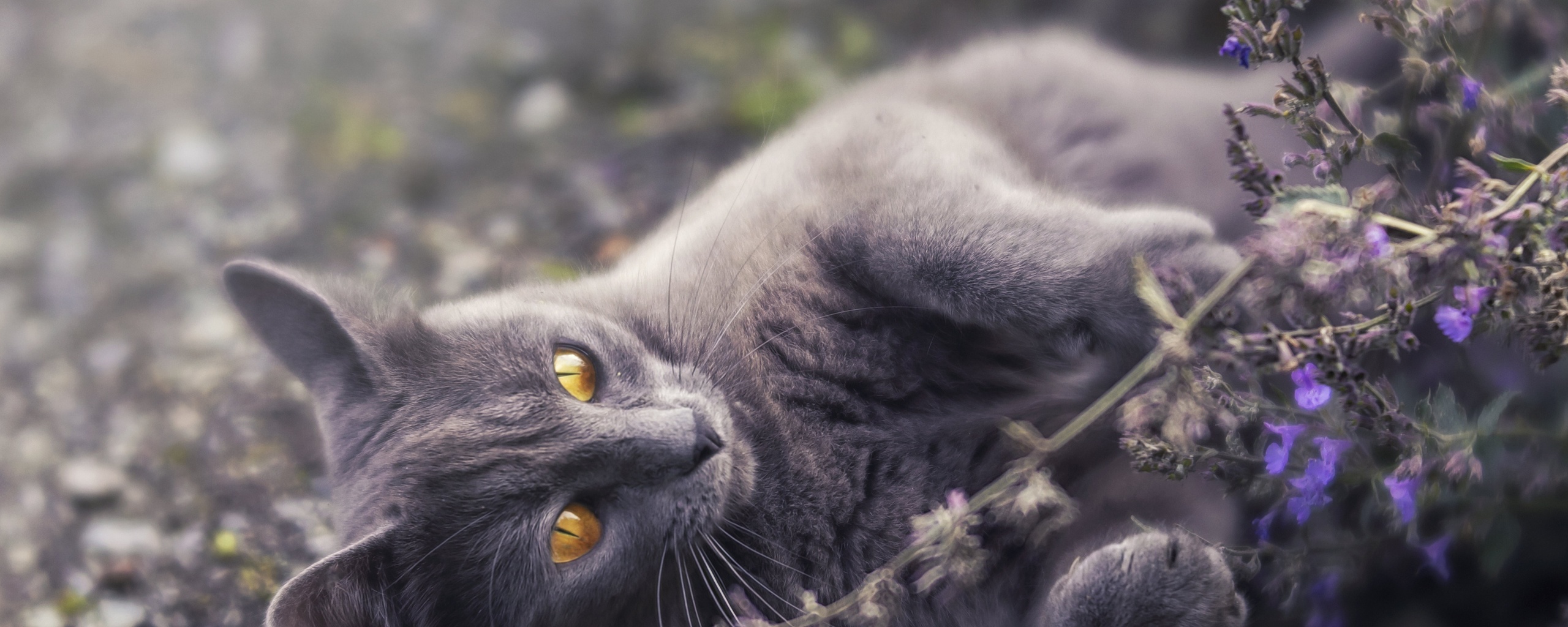 Cat Golden Eyes Lying Down 5k 2560x1024 Resolution HD 4k Wallpaper, Image, Background, Photo and Picture