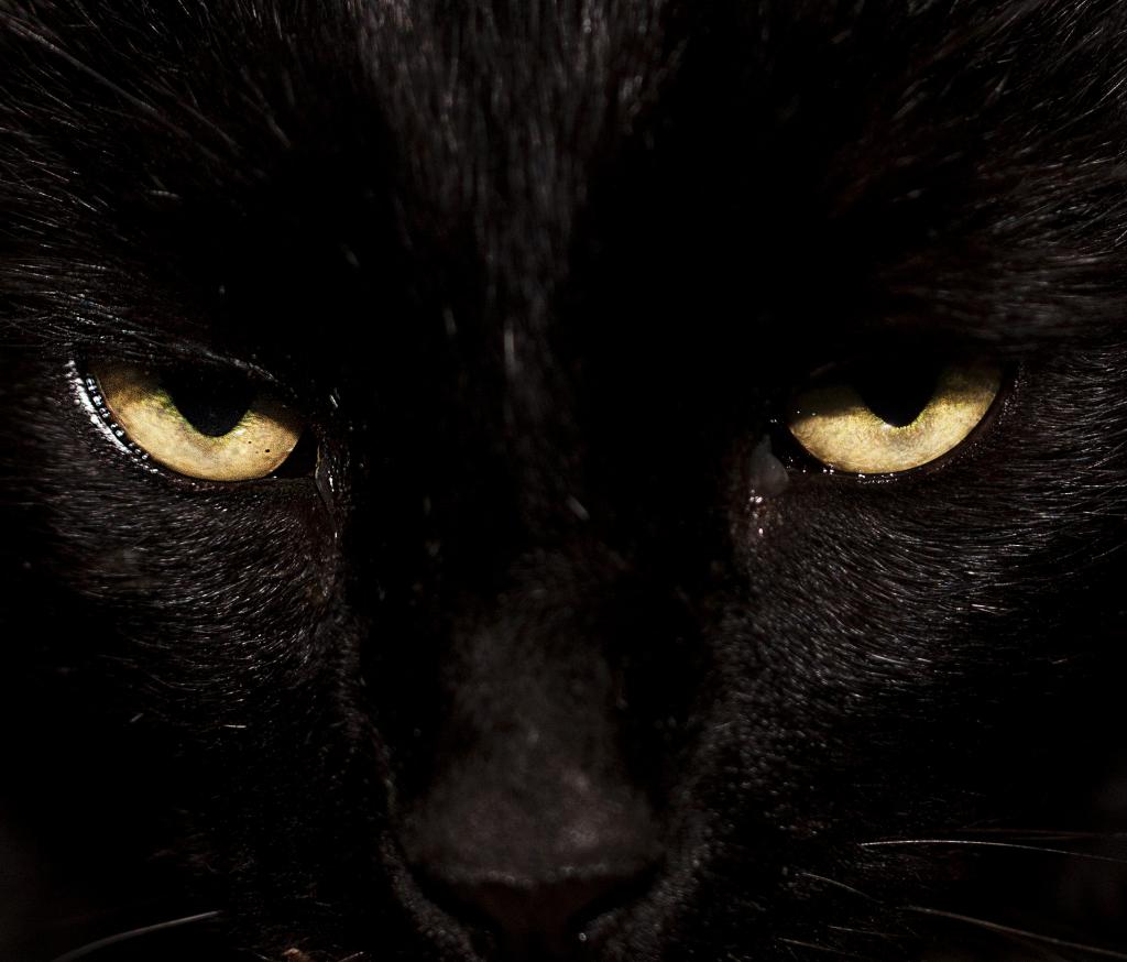 Черней черных картинки. Глаза пантеры. Глаза черной пантеры. Пантера с желтыми глазами. Взгляд черной кошки.