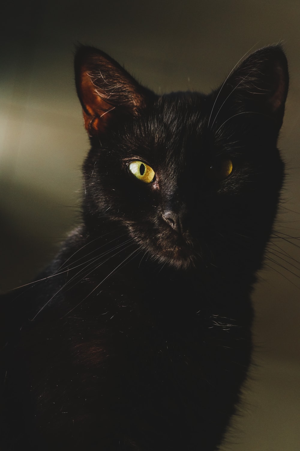 Short Fur Black Cat With Brown Eyes Photo