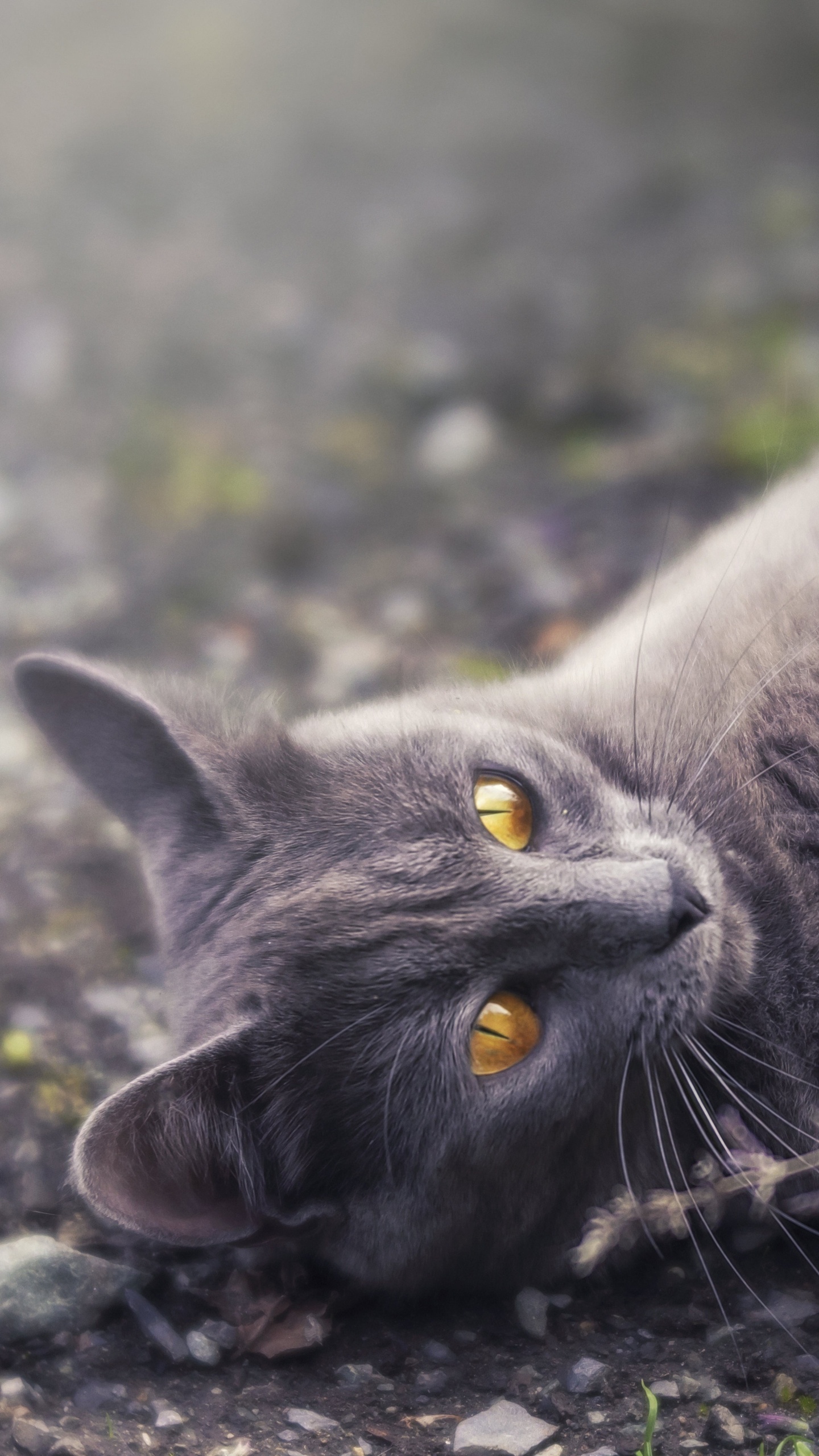 Cat Golden Eyes Lying Down 5k Samsung Galaxy S6, S7 , Google Pixel XL , Nexus 6, 6P , LG G5 HD 4k Wallpaper, Image, Background, Photo and Picture