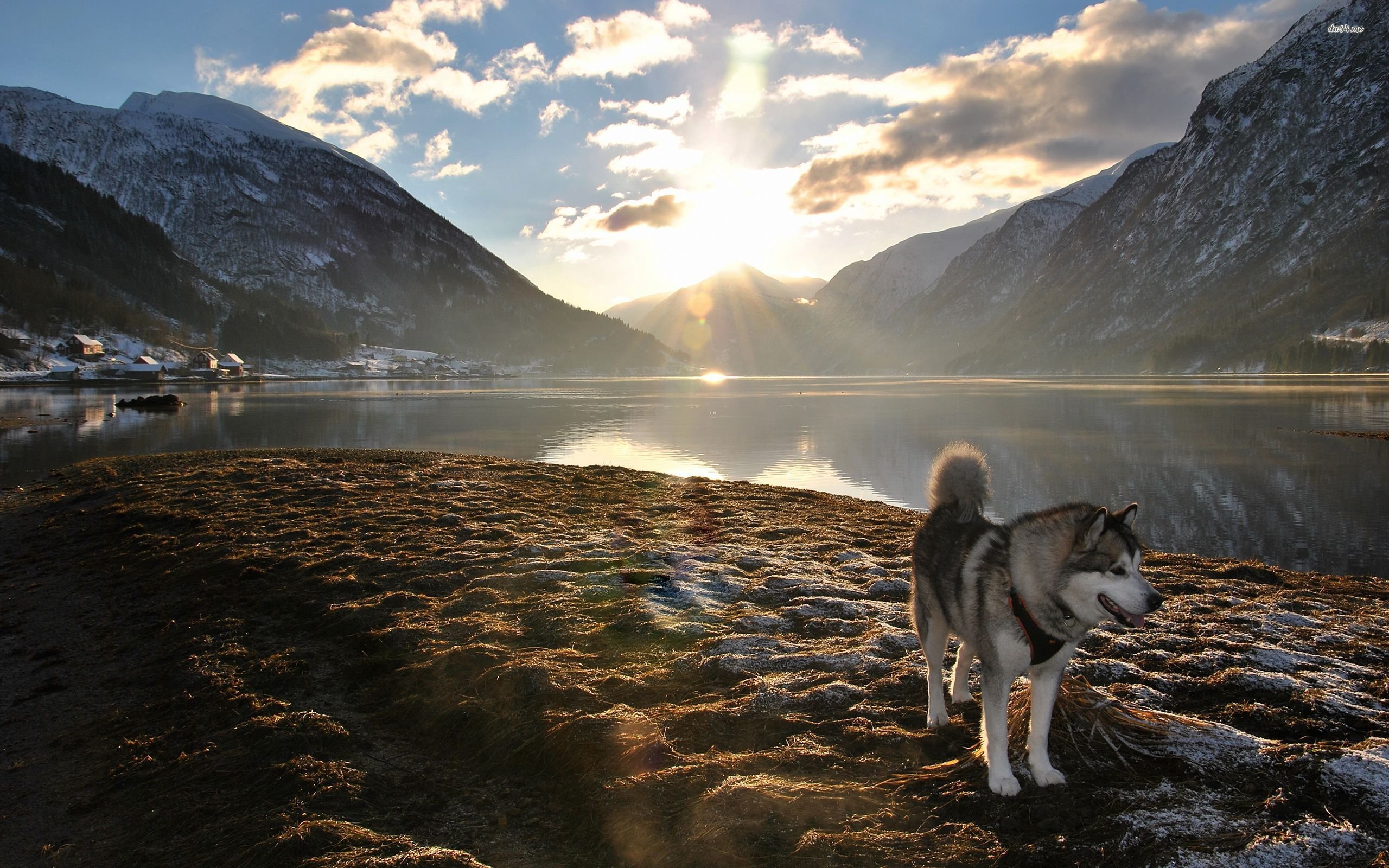 Alaskan Husky in His Domain HD wallpaper