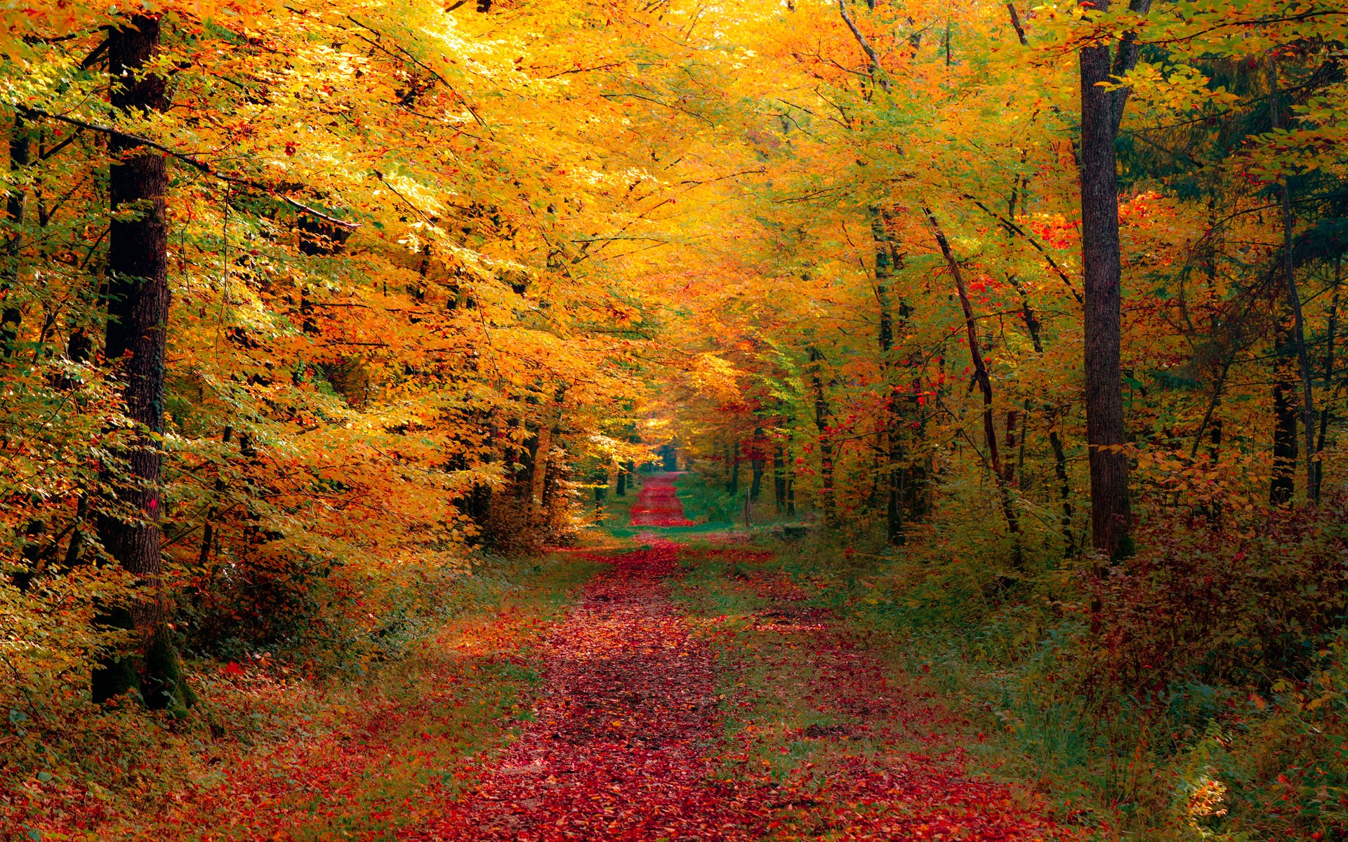 Autumn Jungle Wallpapers - Wallpaper Cave