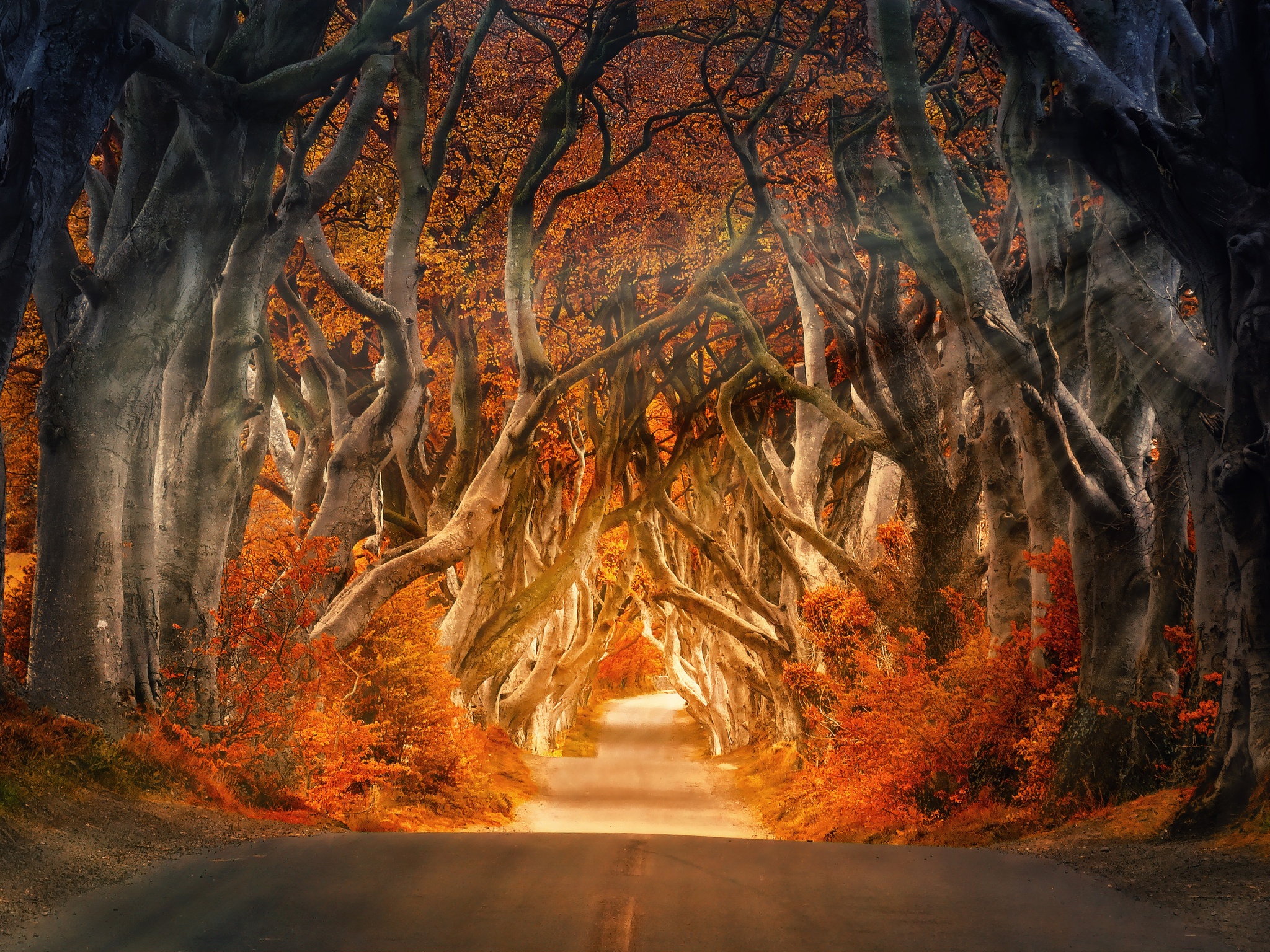 Forest Wallpaper 4K, Road, Daylight, Aesthetic, Autumn, Fall, Sunrays, Nature
