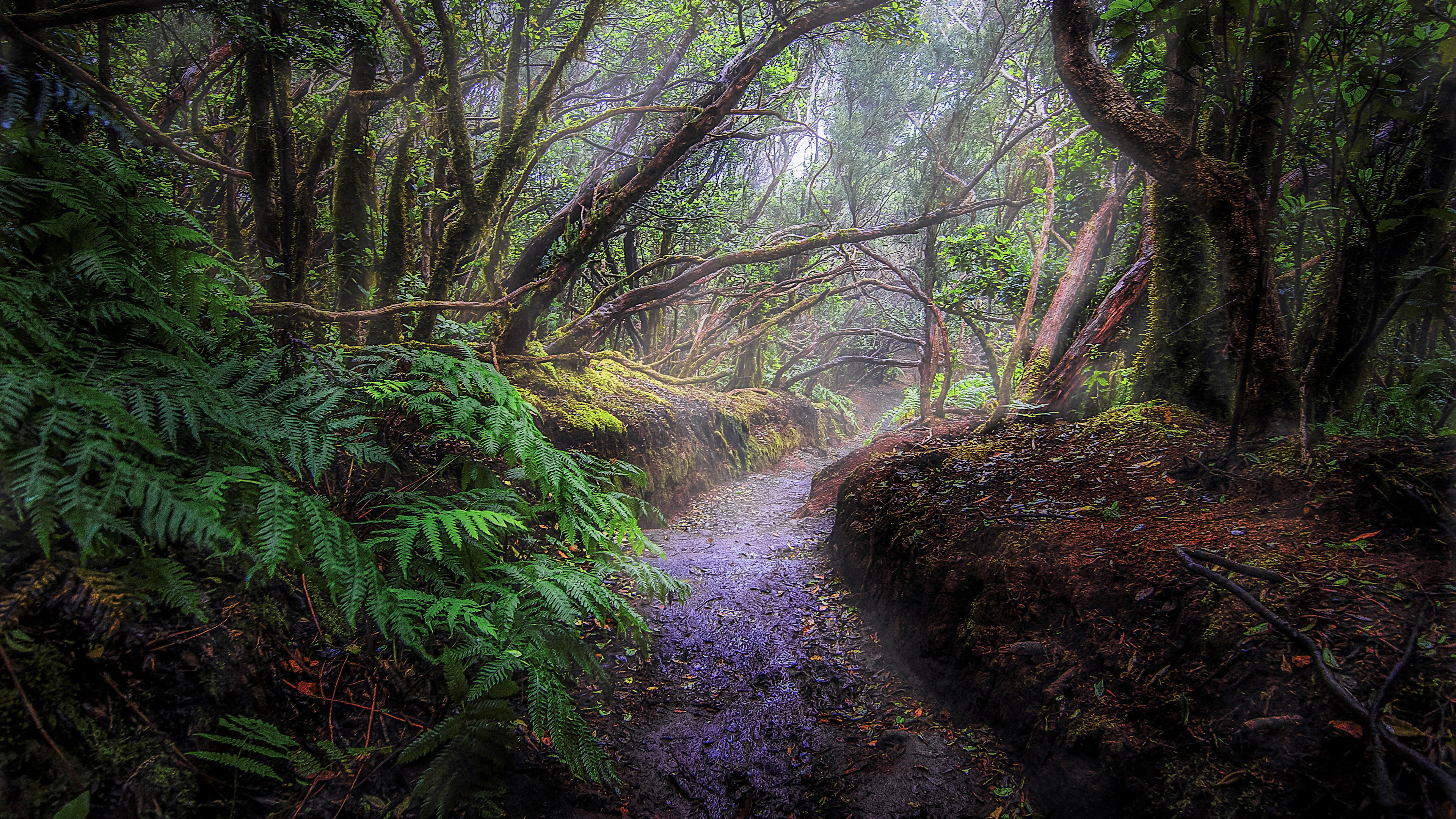 Path Between Jungle Surrounded By Autumn Green Trees 4K HD Jungle Wallpaper